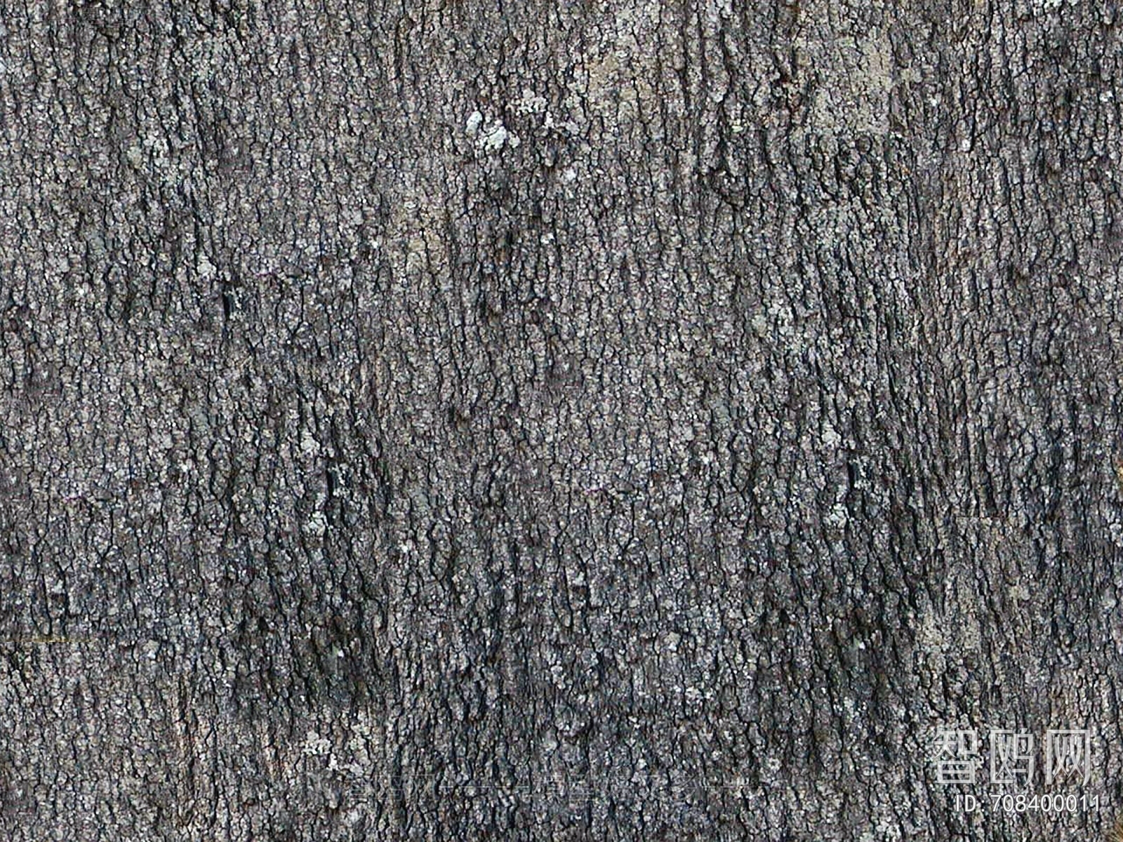 Bark Texture