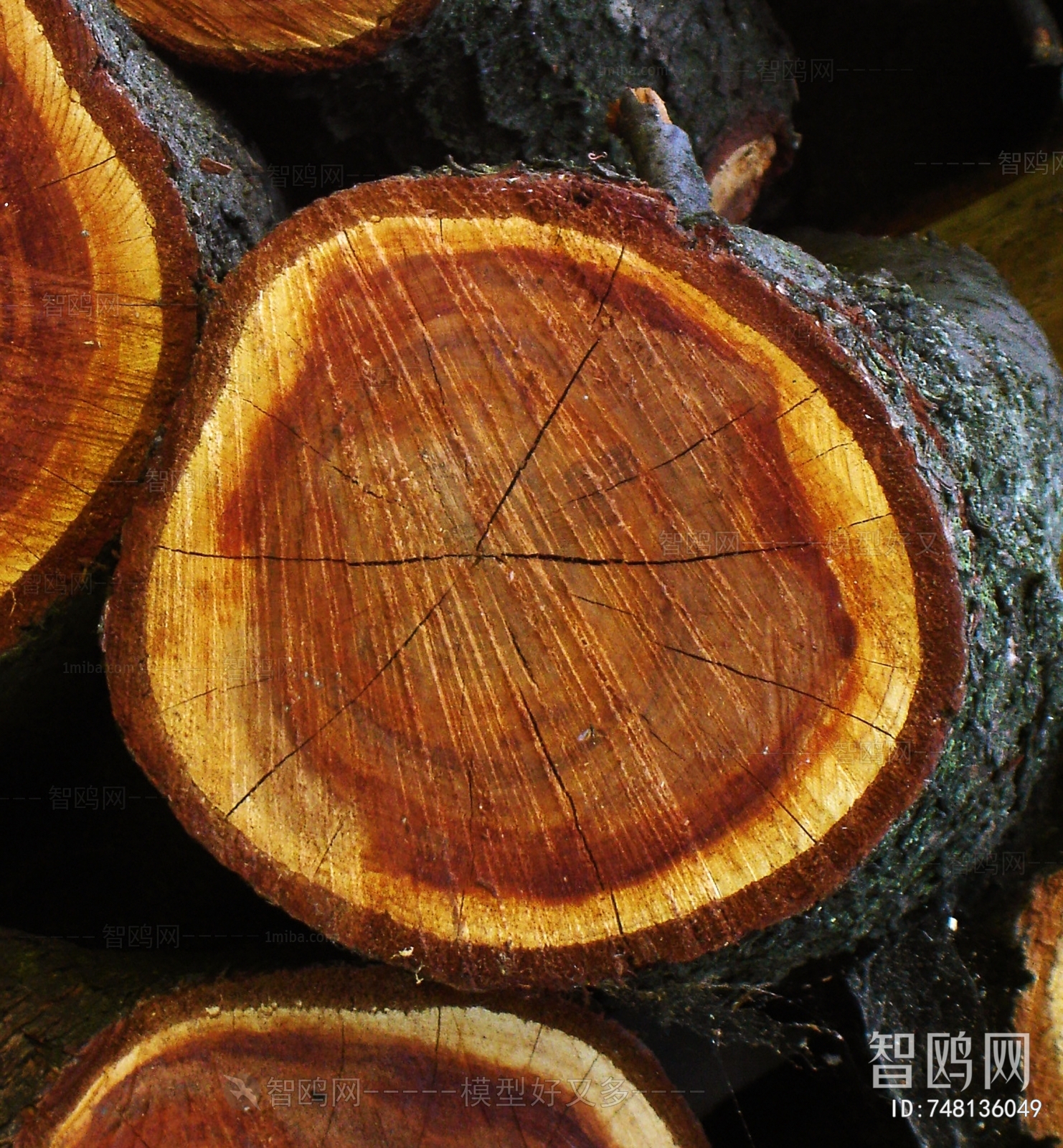 树干切面年轮木材