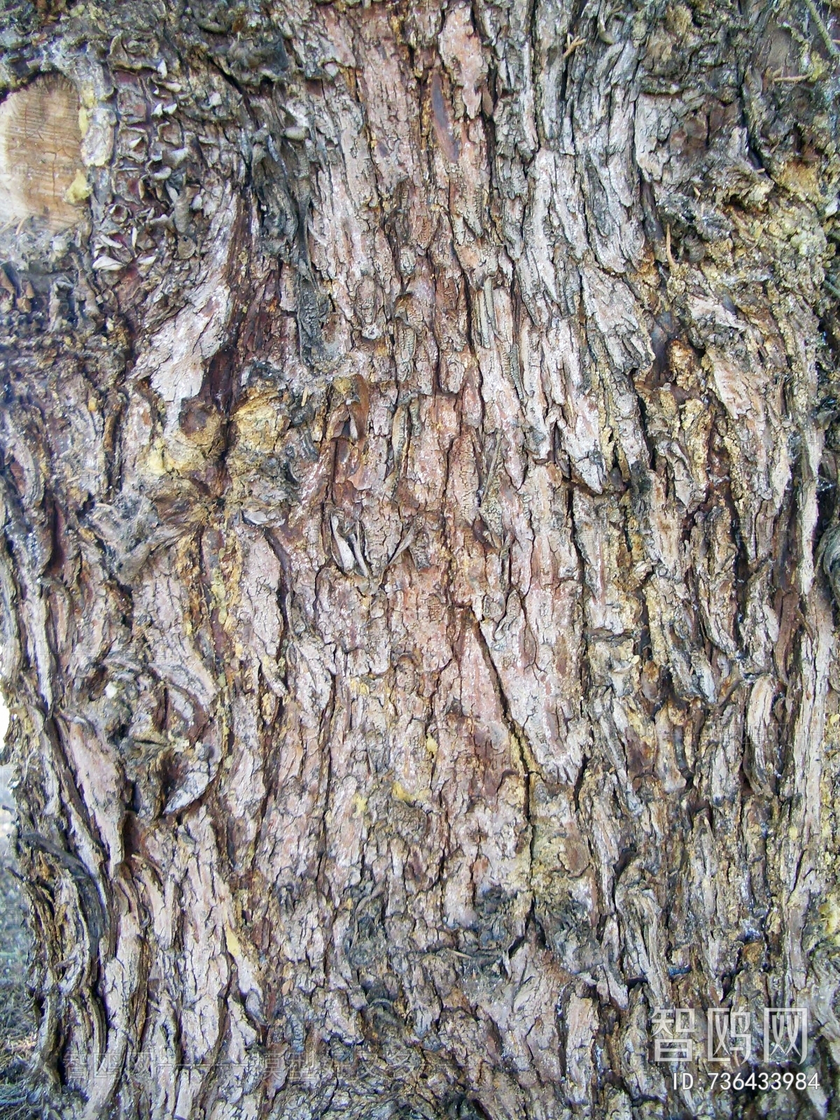 Bark Texture