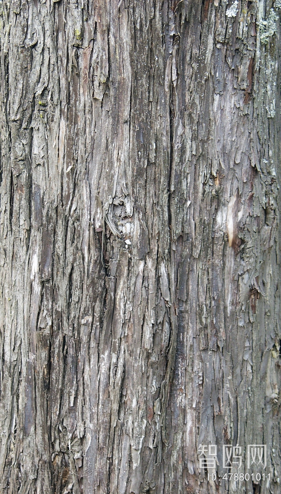 Bark Texture