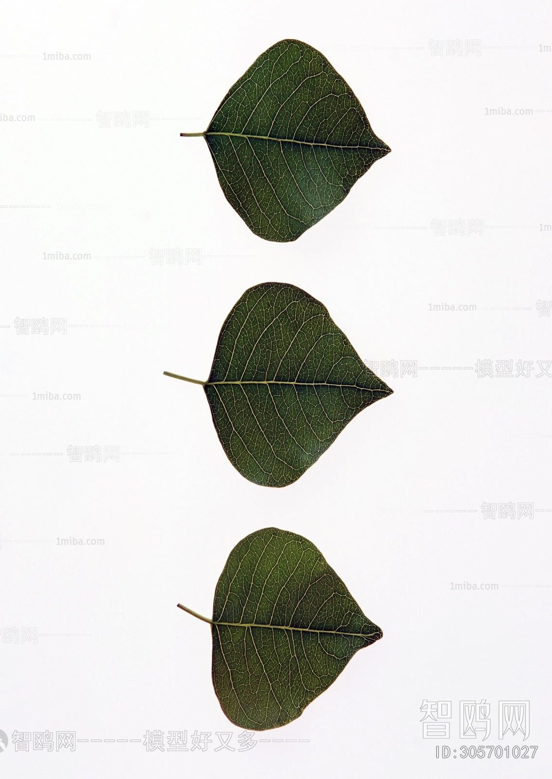 Plant Leaves