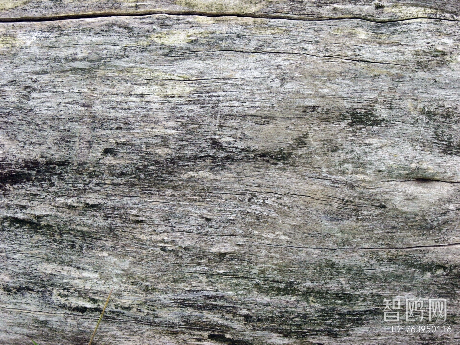 Bark Texture