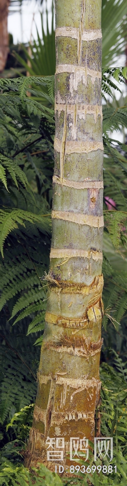 Bark Texture