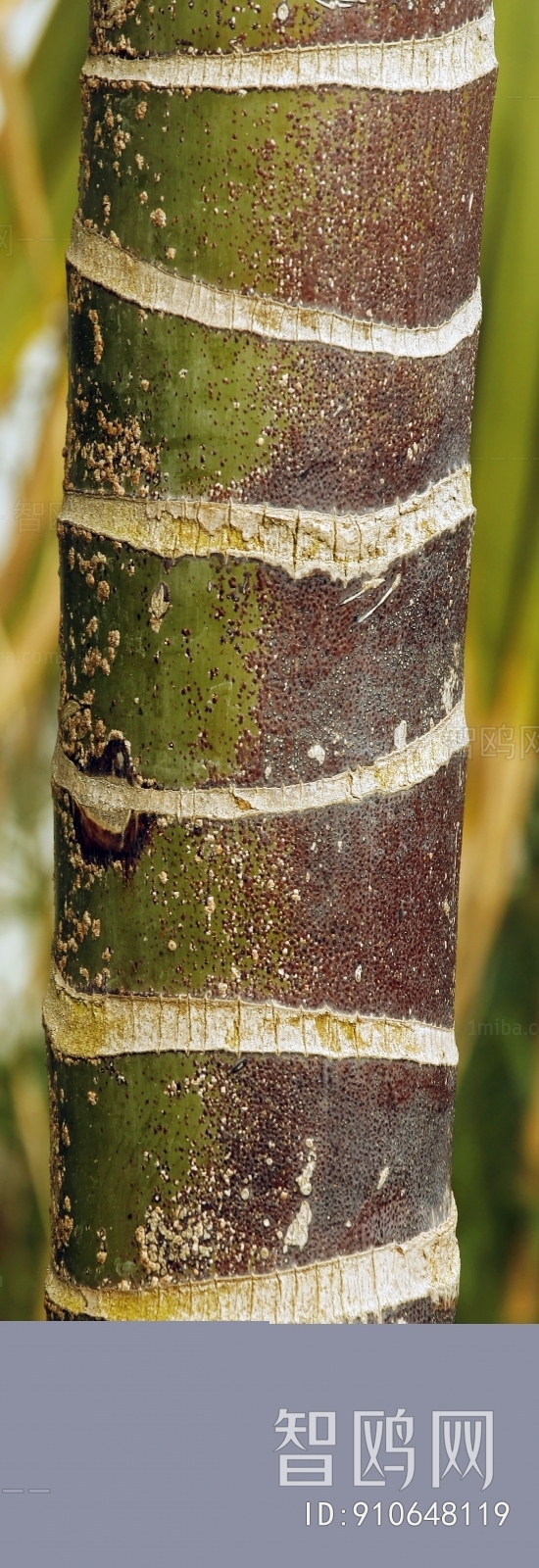 Bark Texture