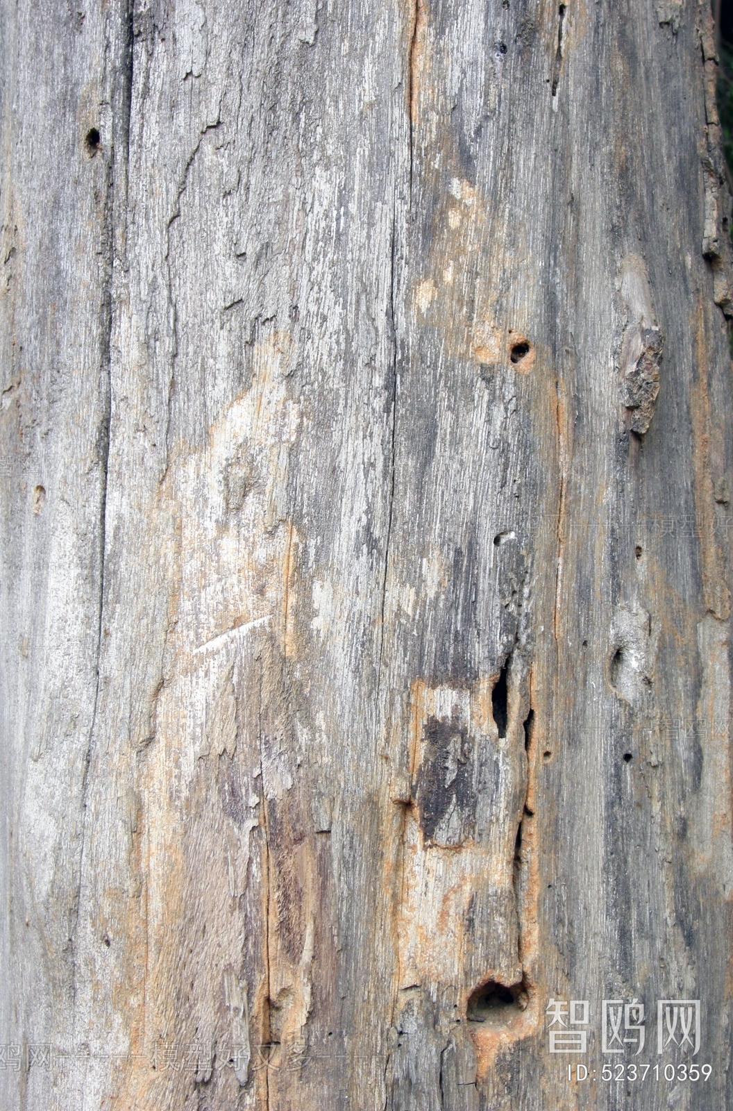 Bark Texture