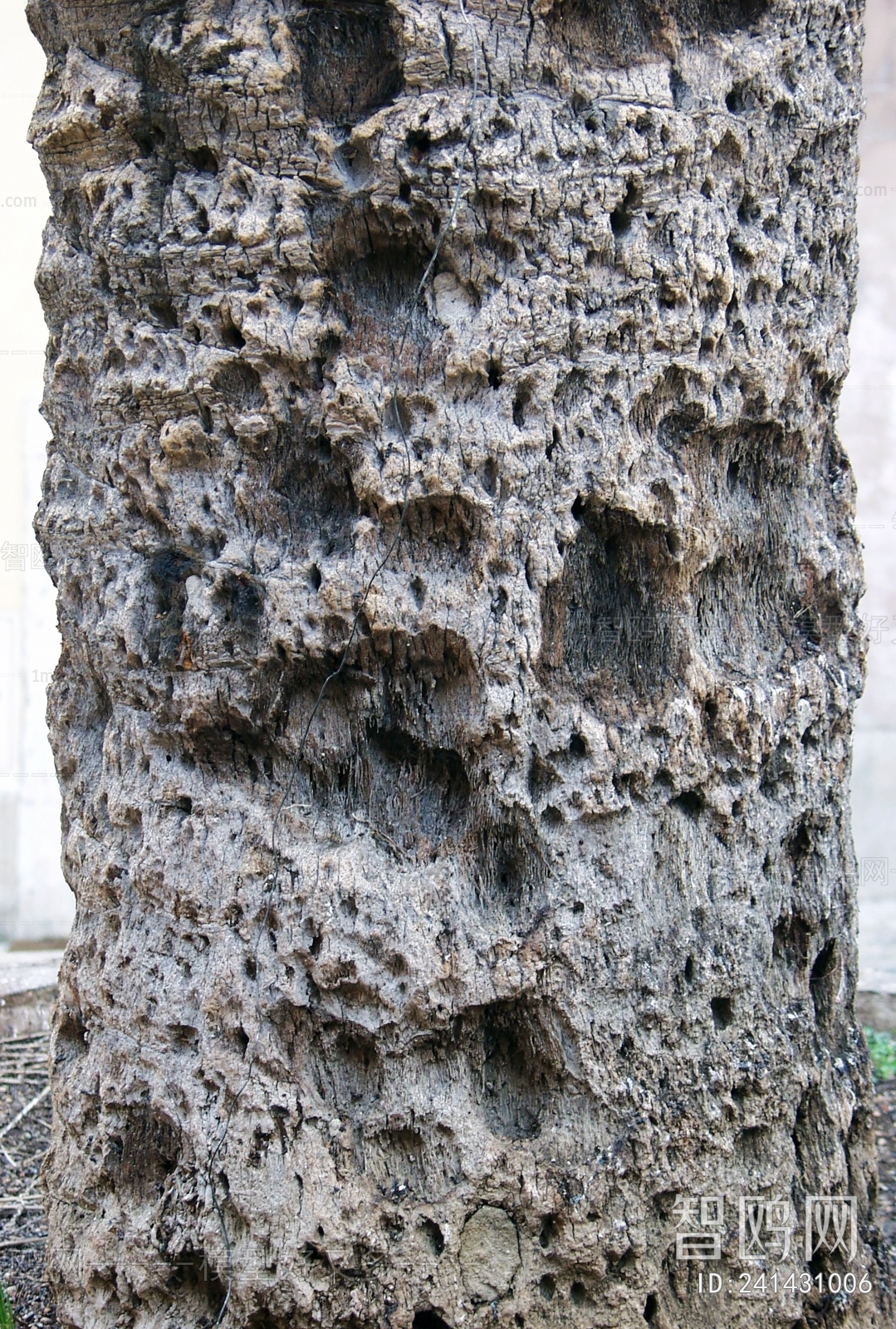 Bark Texture