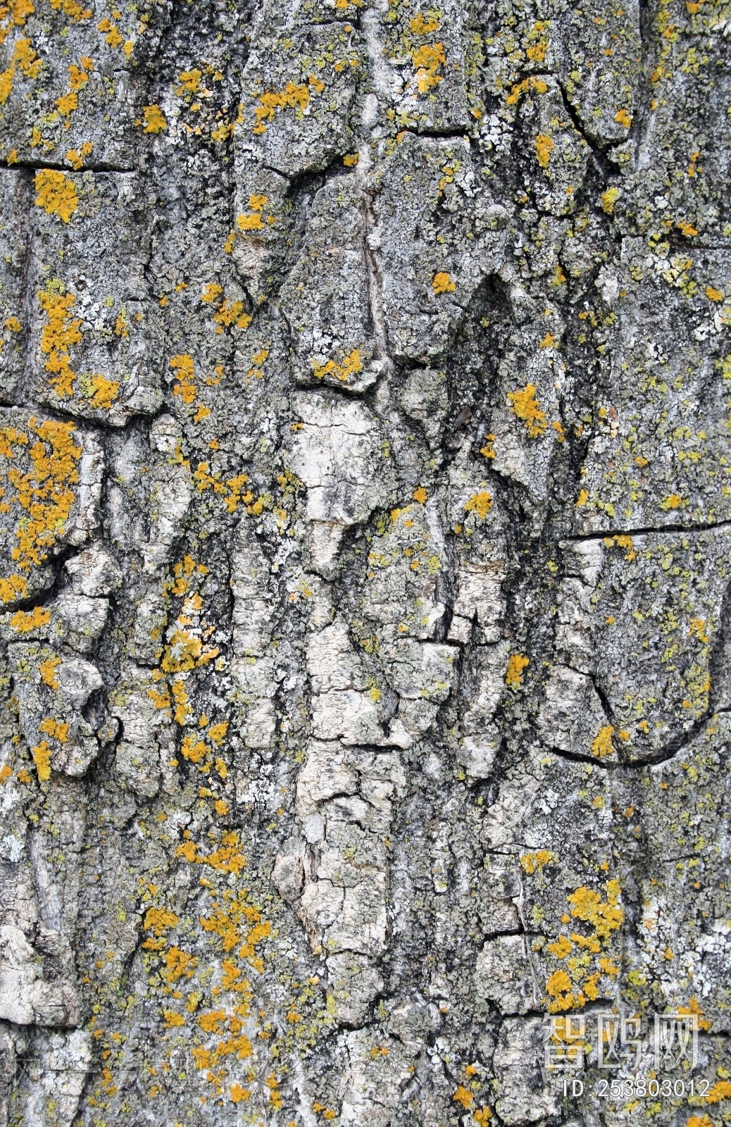 Bark Texture