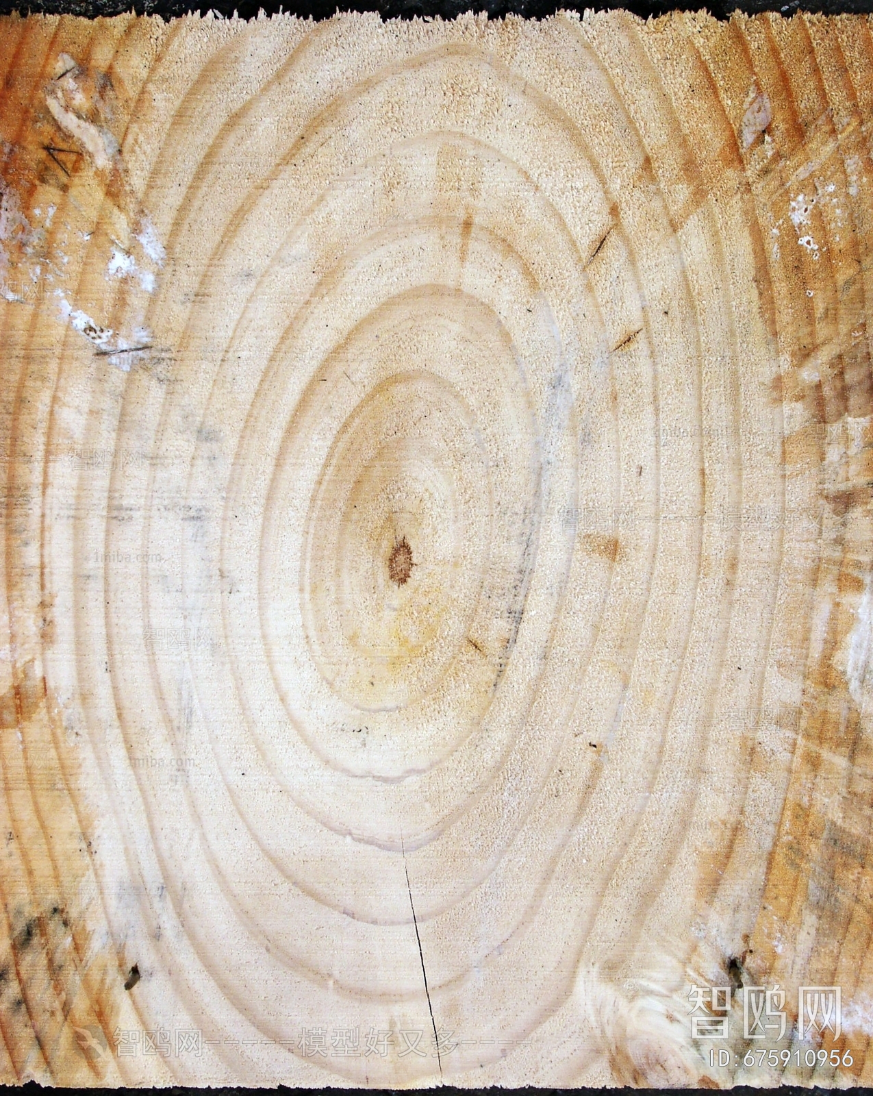 树干切面年轮木材