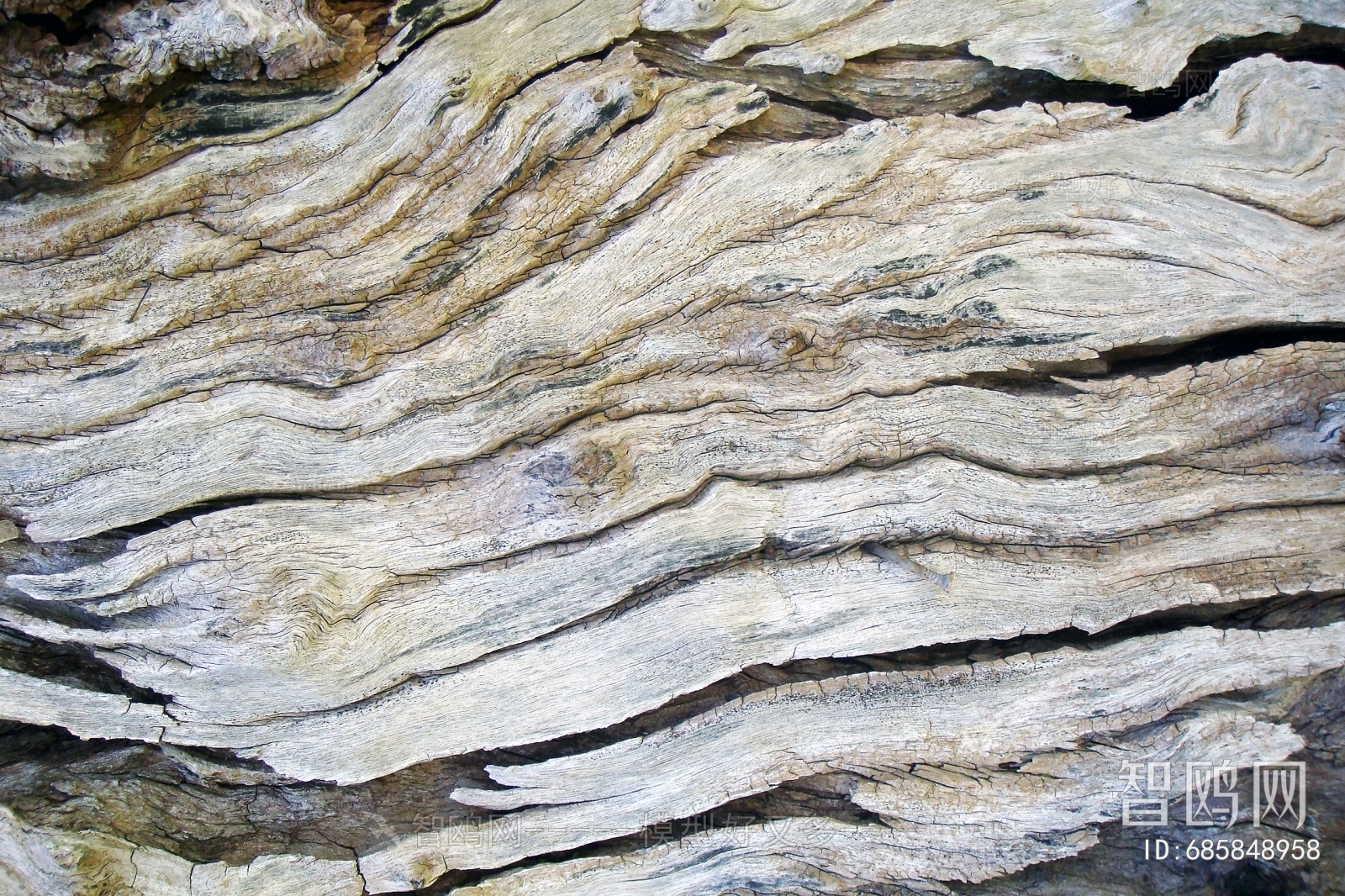 Bark Texture