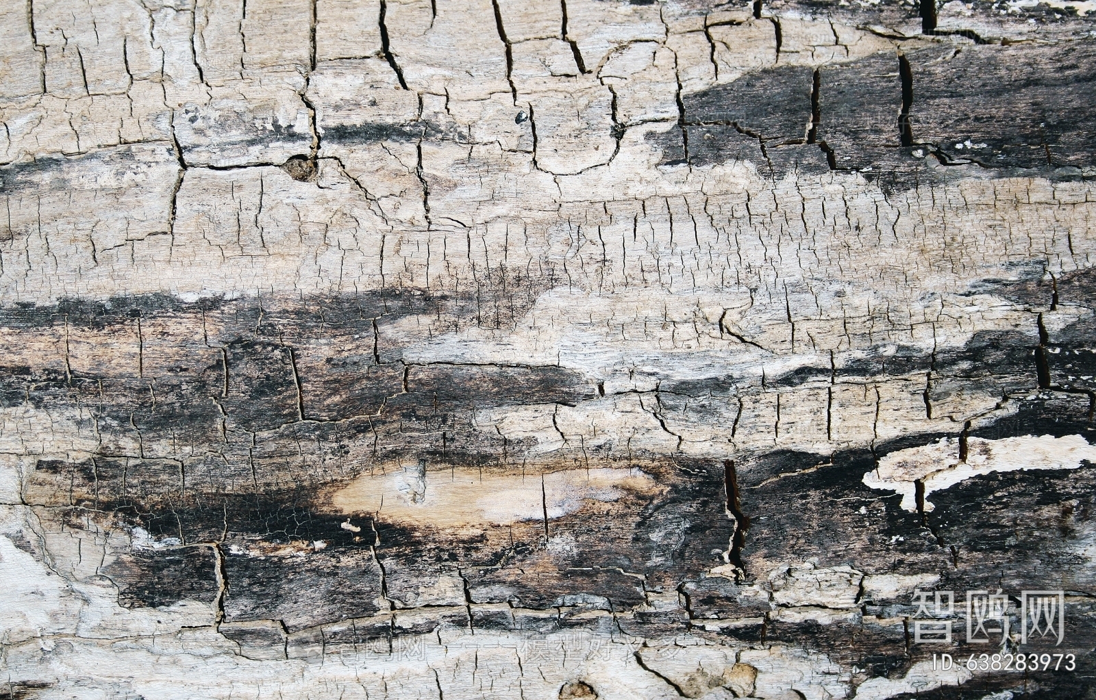 Bark Texture