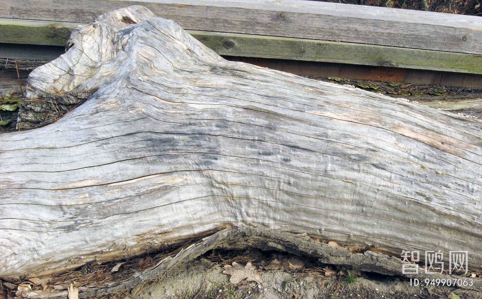 Bark Texture