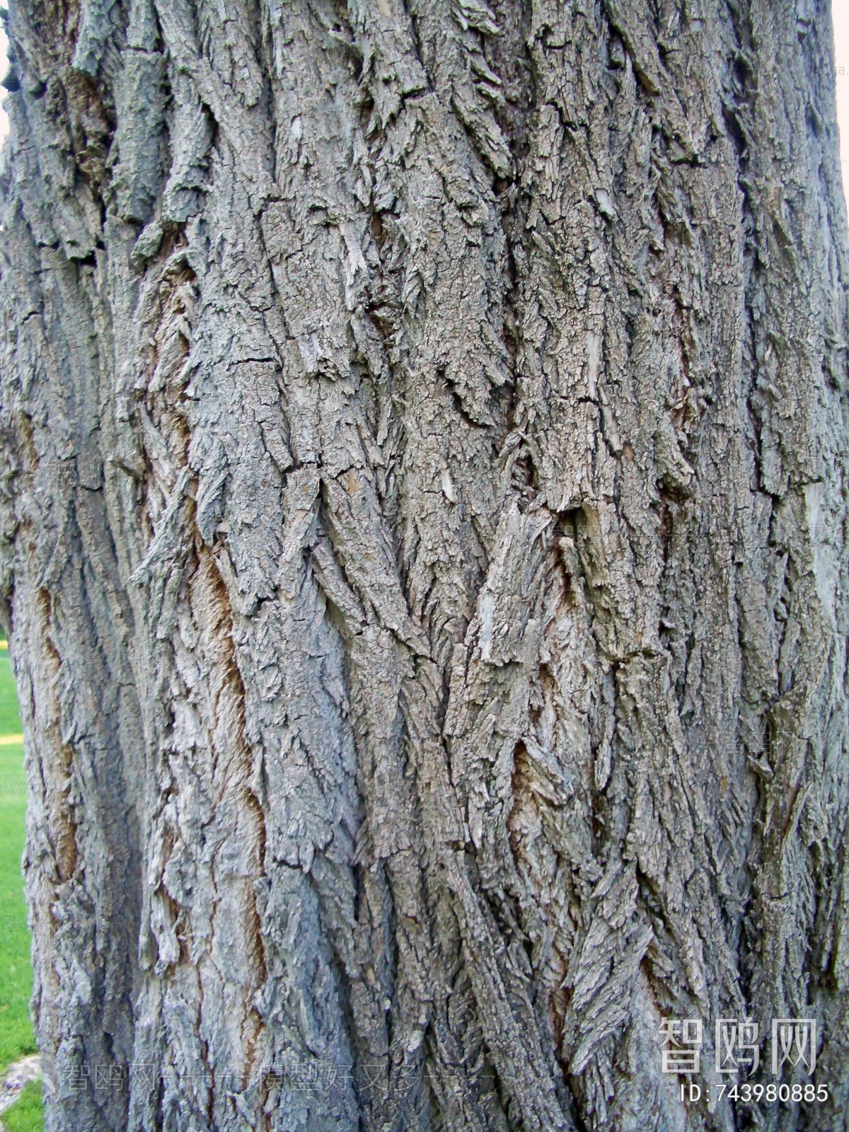 Bark Texture