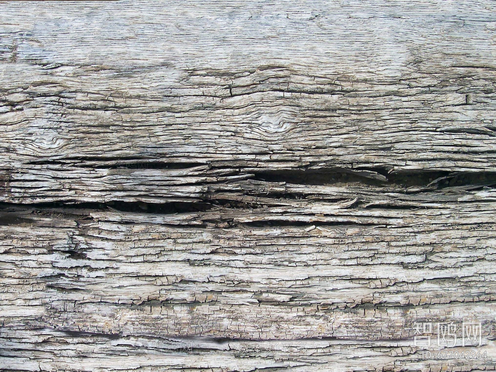 Bark Texture