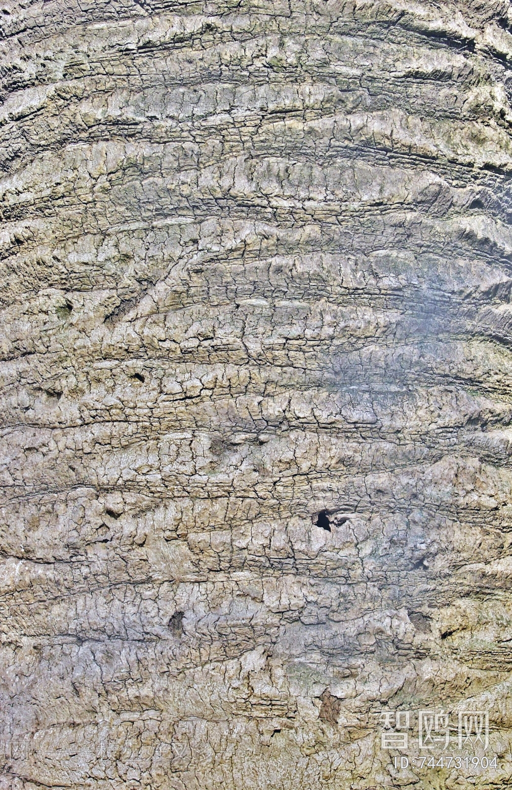 Bark Texture