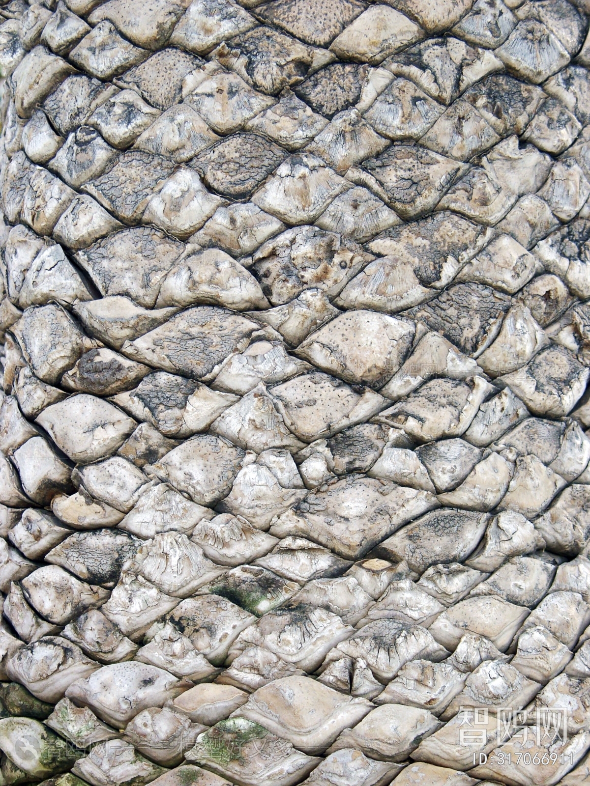 Bark Texture