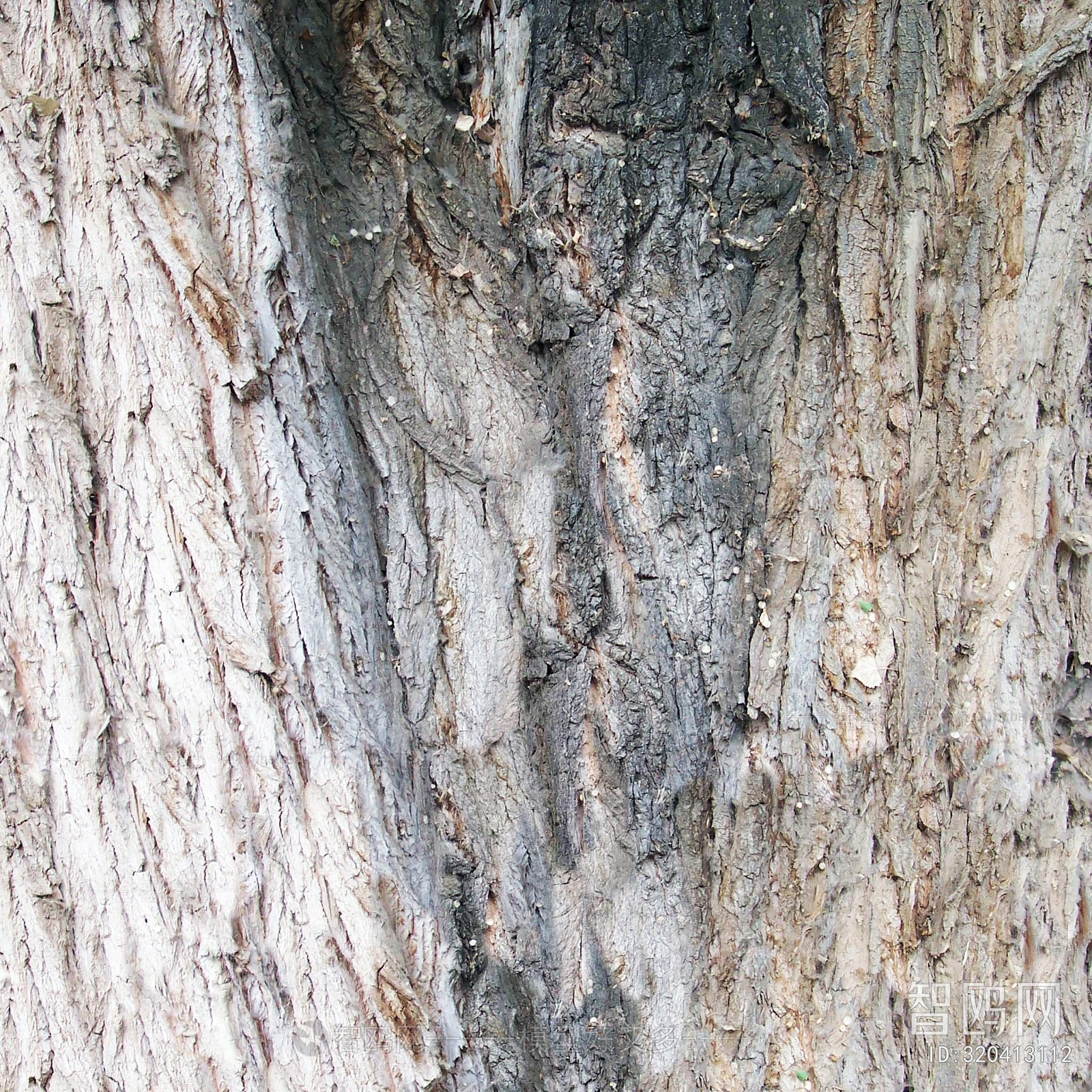 Bark Texture