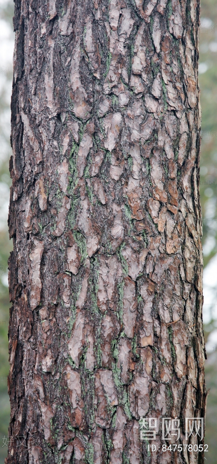 Bark Texture