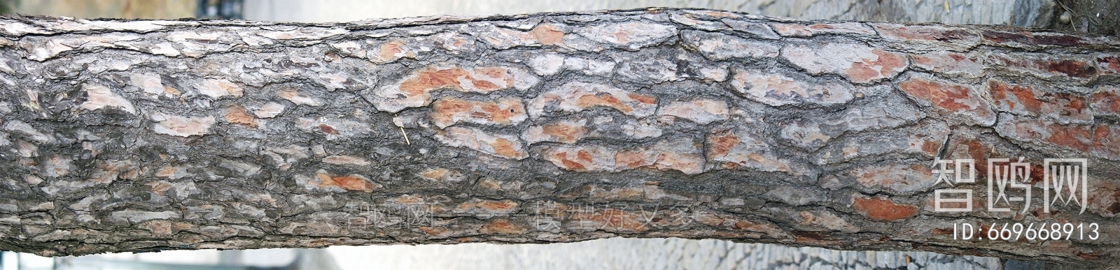 Bark Texture