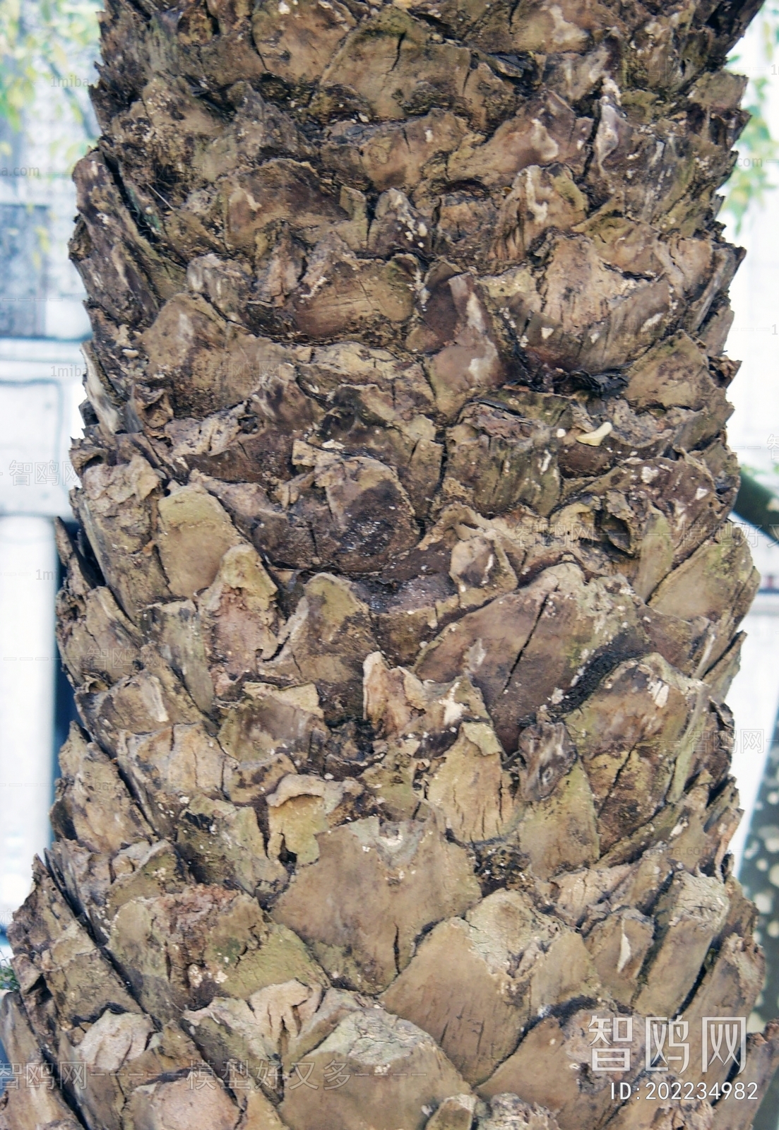 Bark Texture