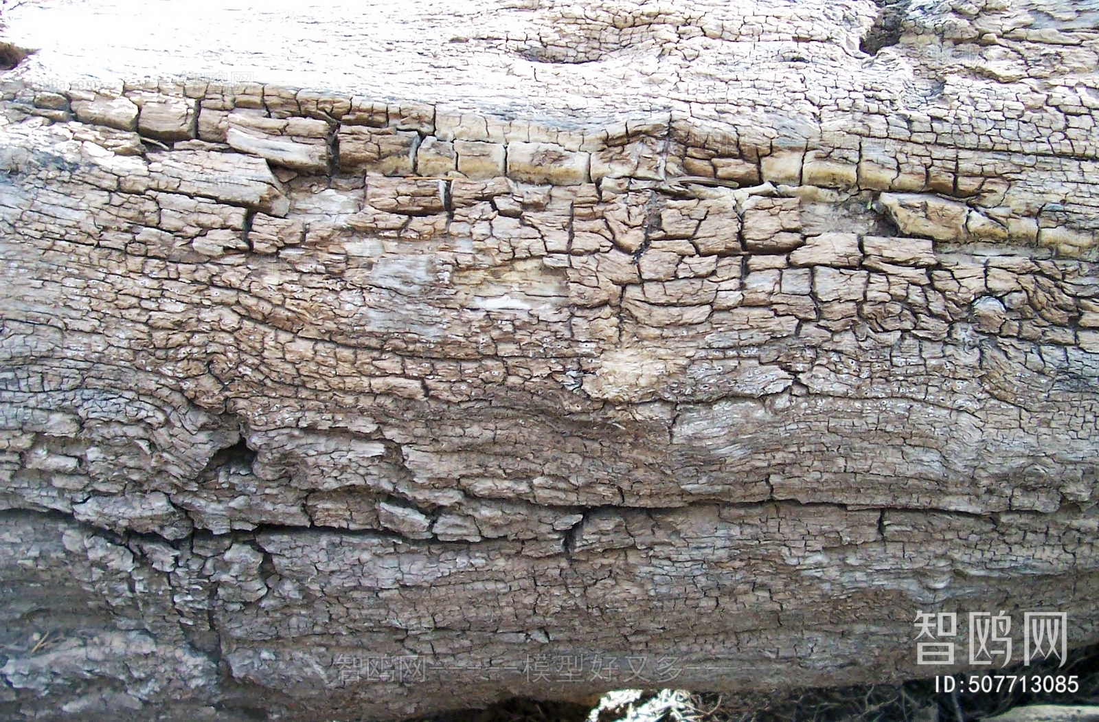 Bark Texture