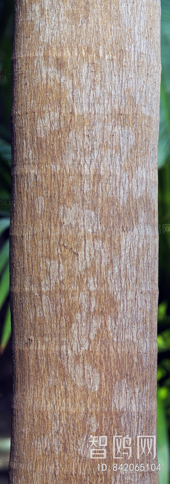 Bark Texture