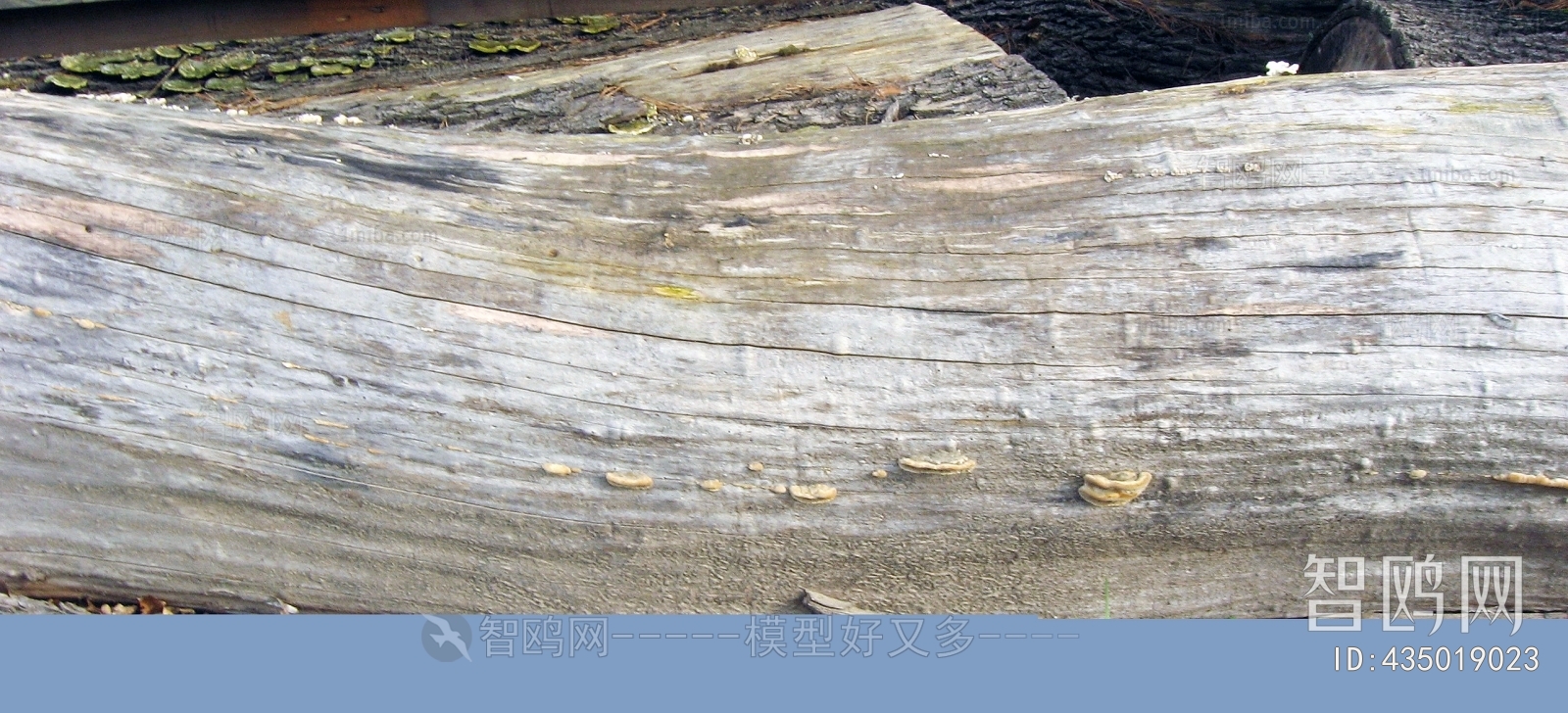 Bark Texture