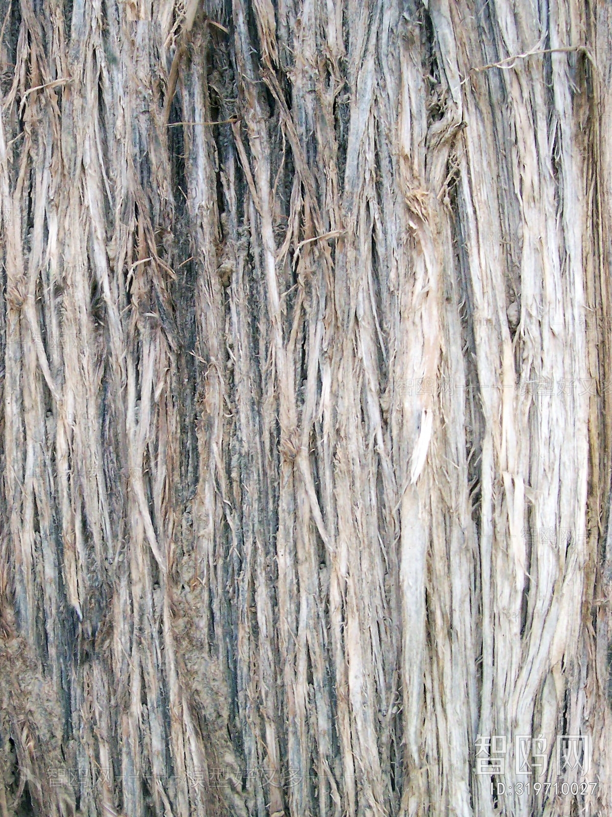 Bark Texture