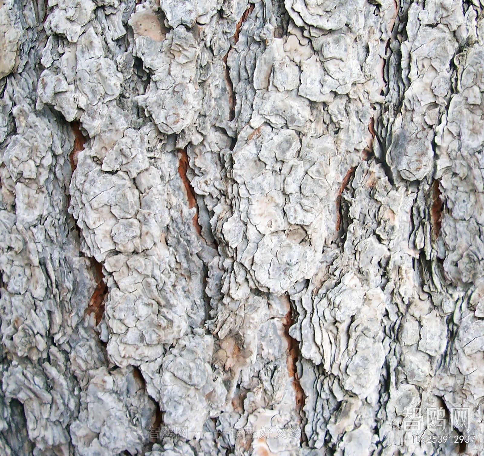 Bark Texture