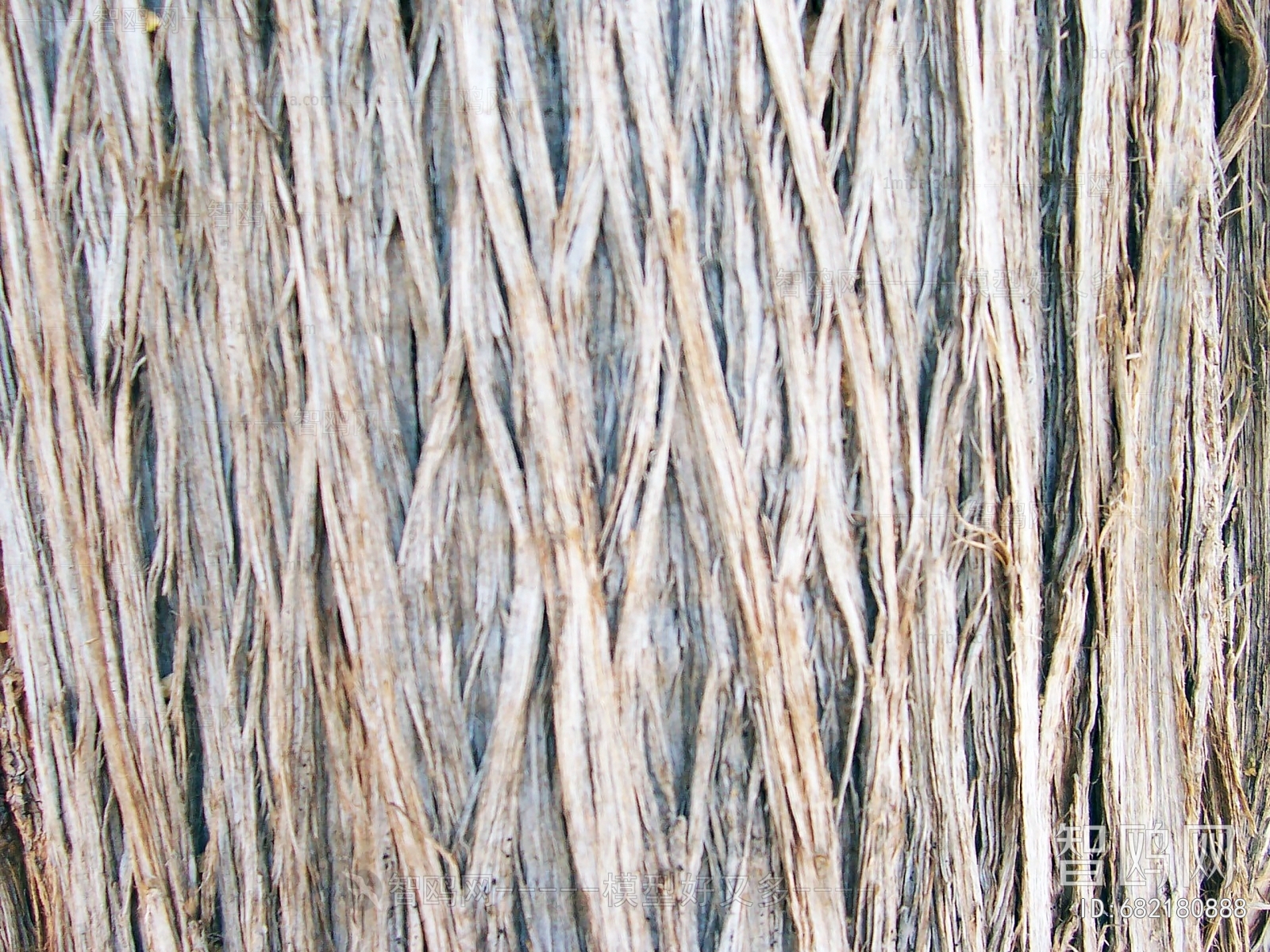 Bark Texture