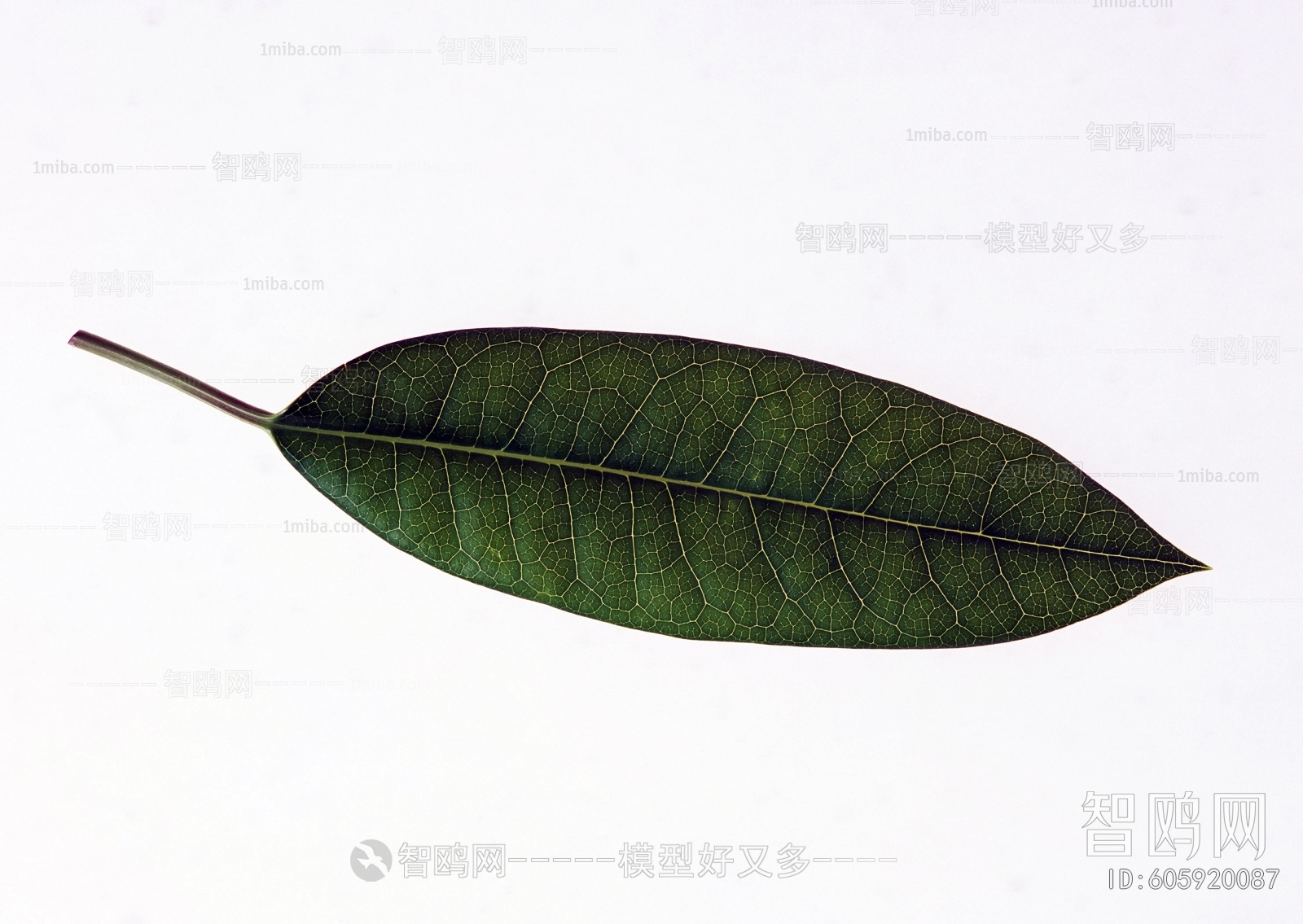 Plant Leaves