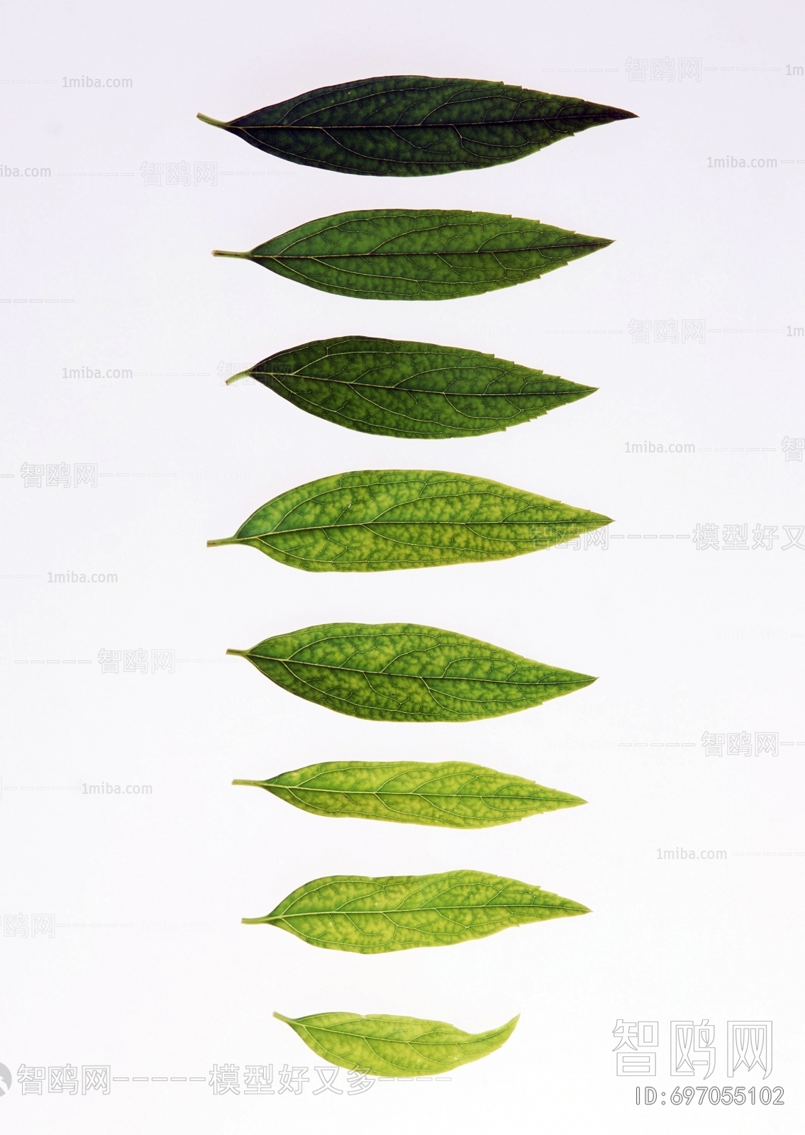 Plant Leaves