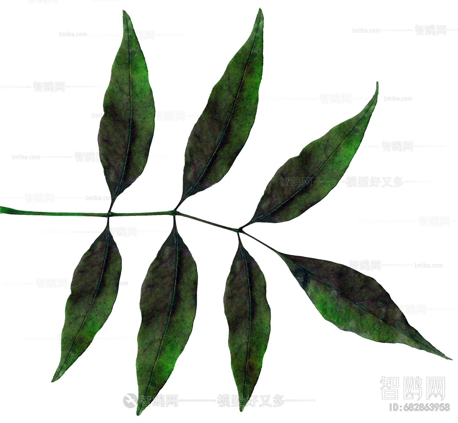 Plant Leaves