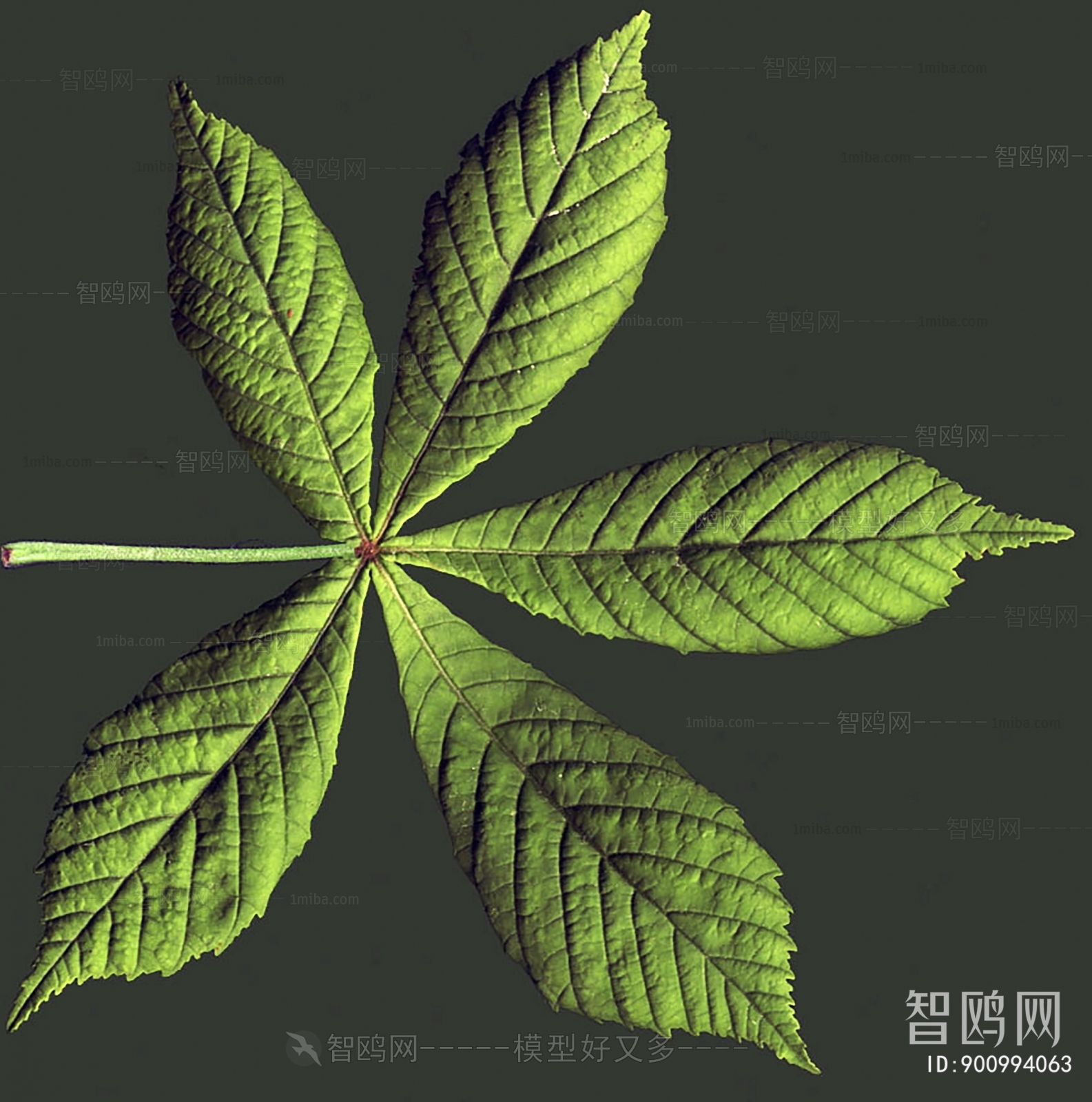 Plant Leaves