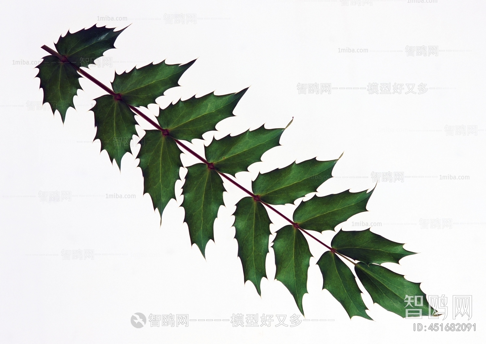 Plant Leaves