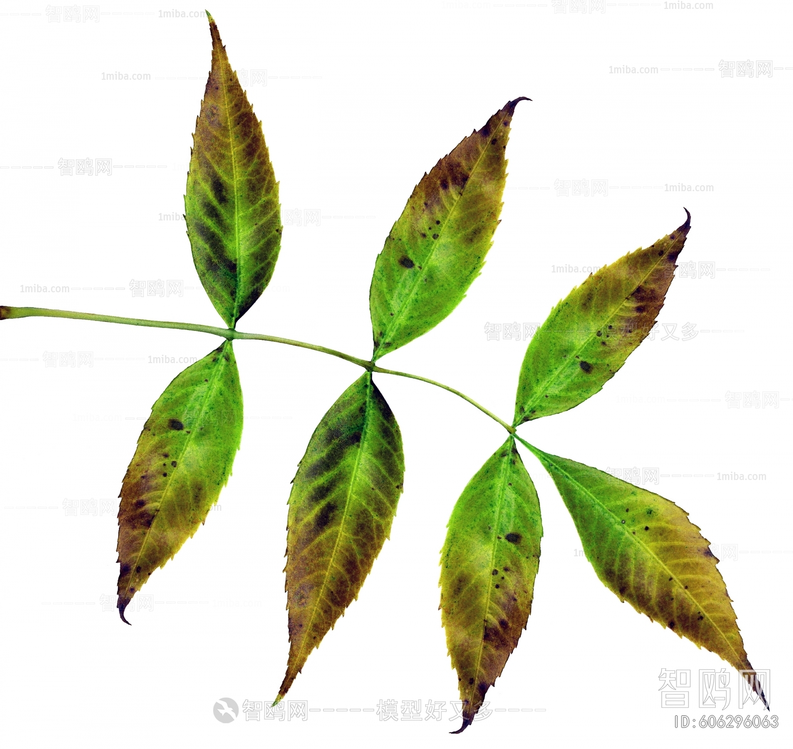 Plant Leaves