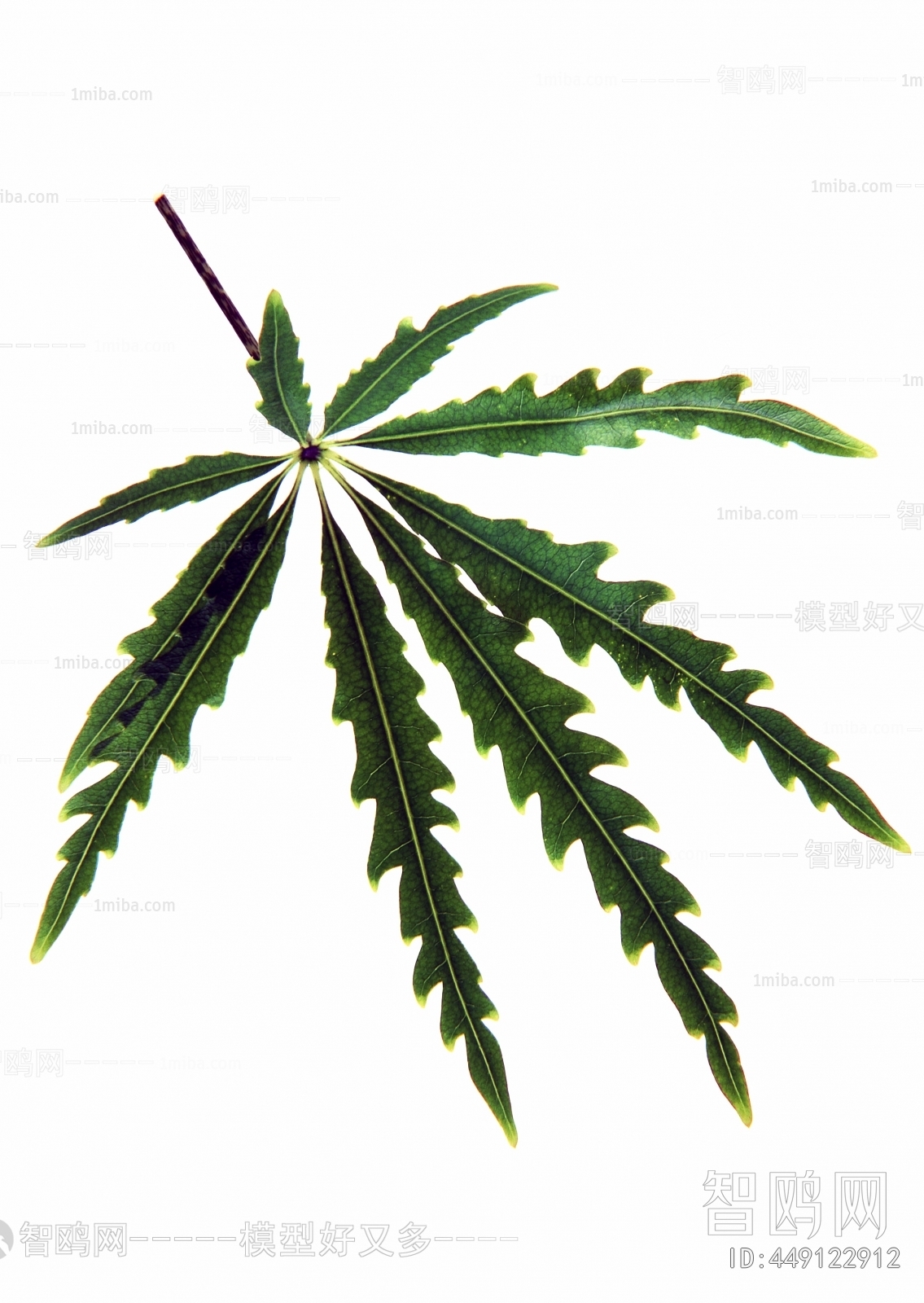 Plant Leaves