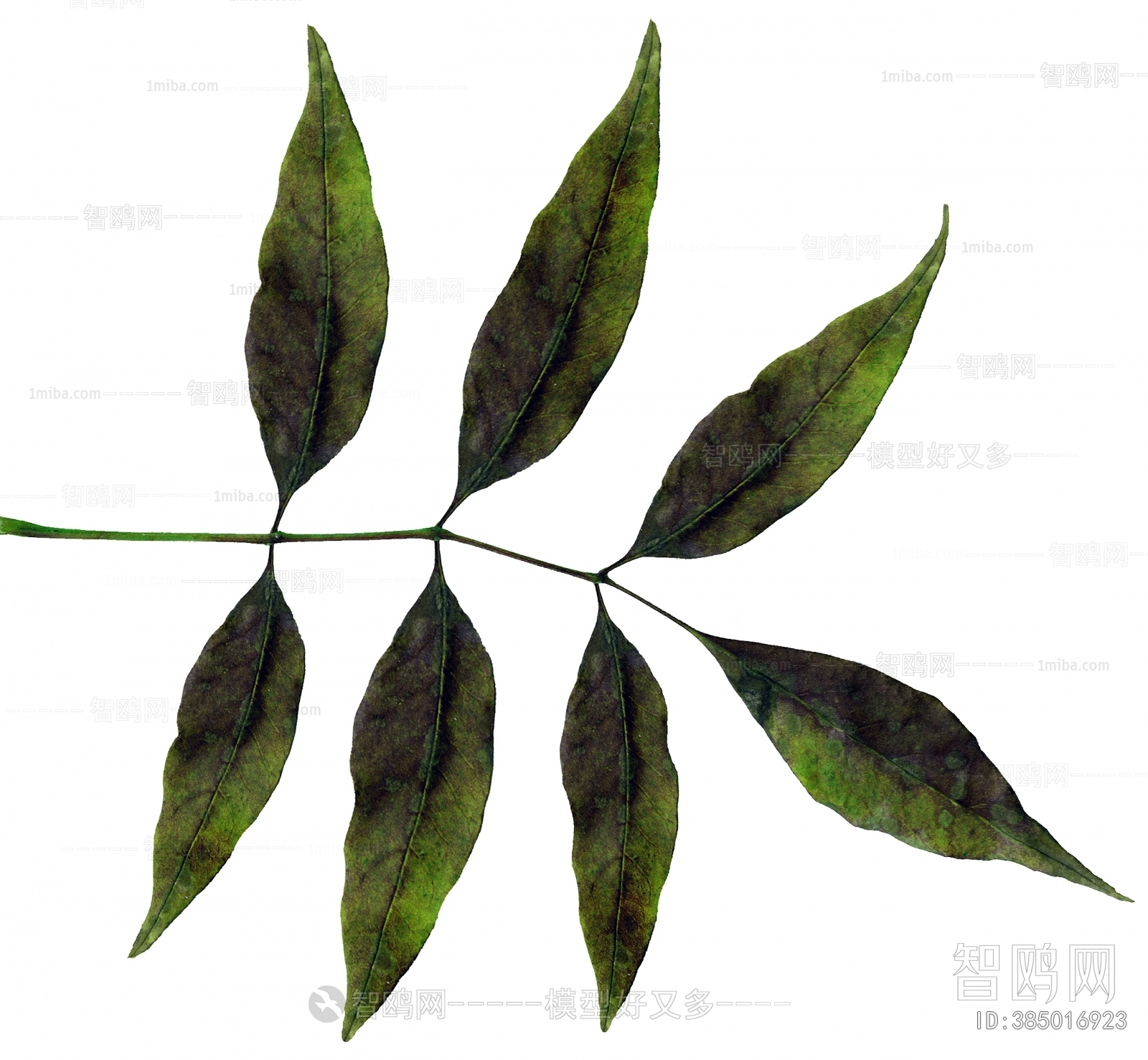 Plant Leaves