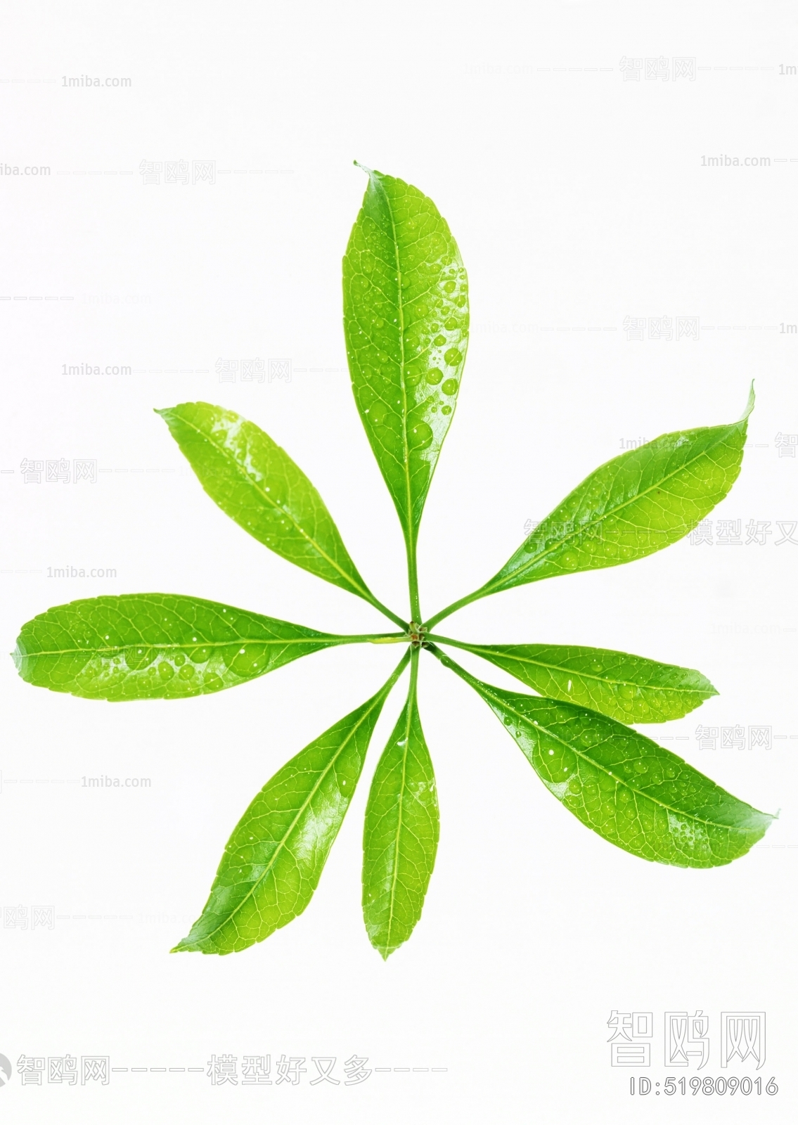 Plant Leaves