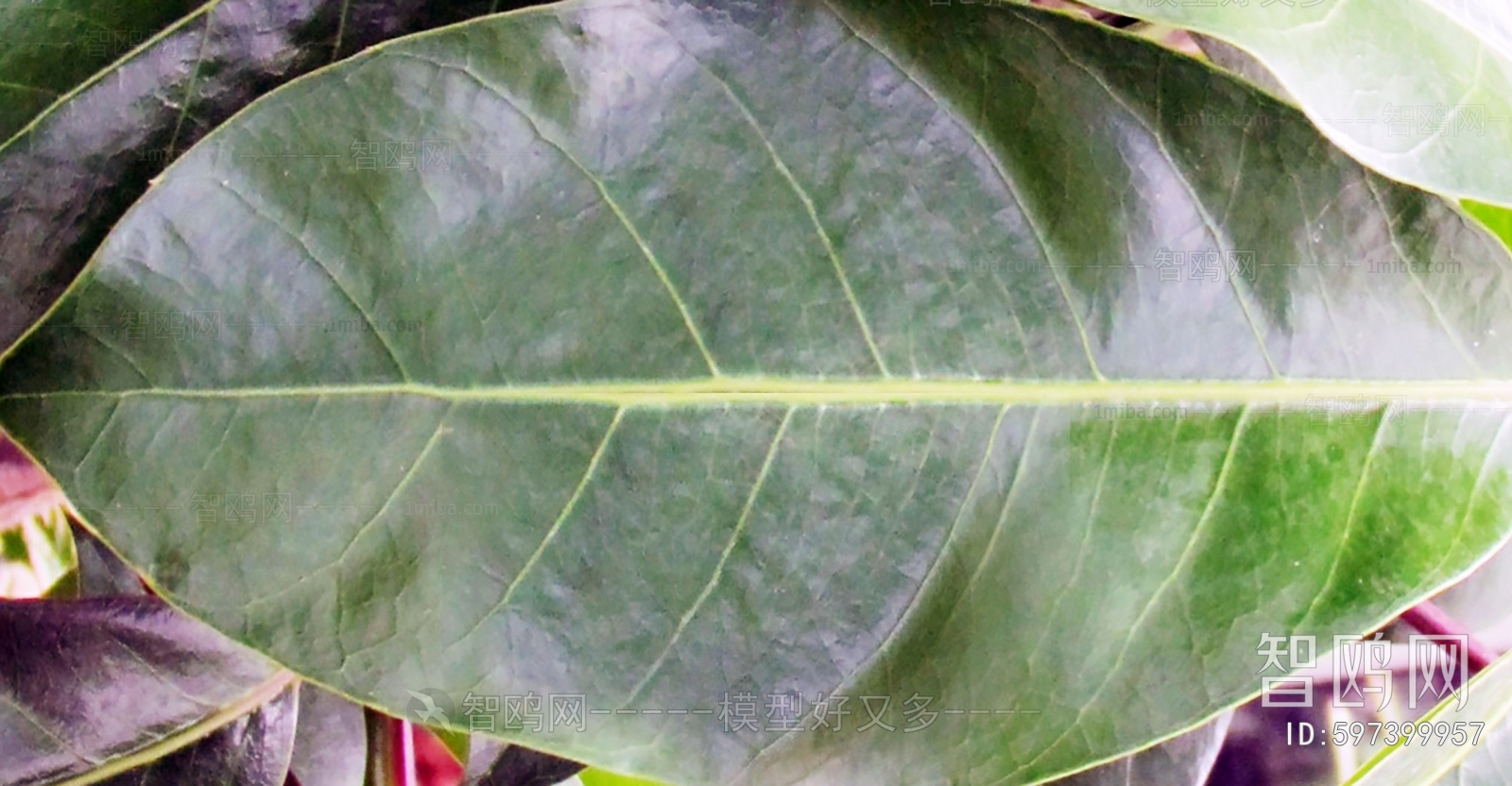 Plant Leaves