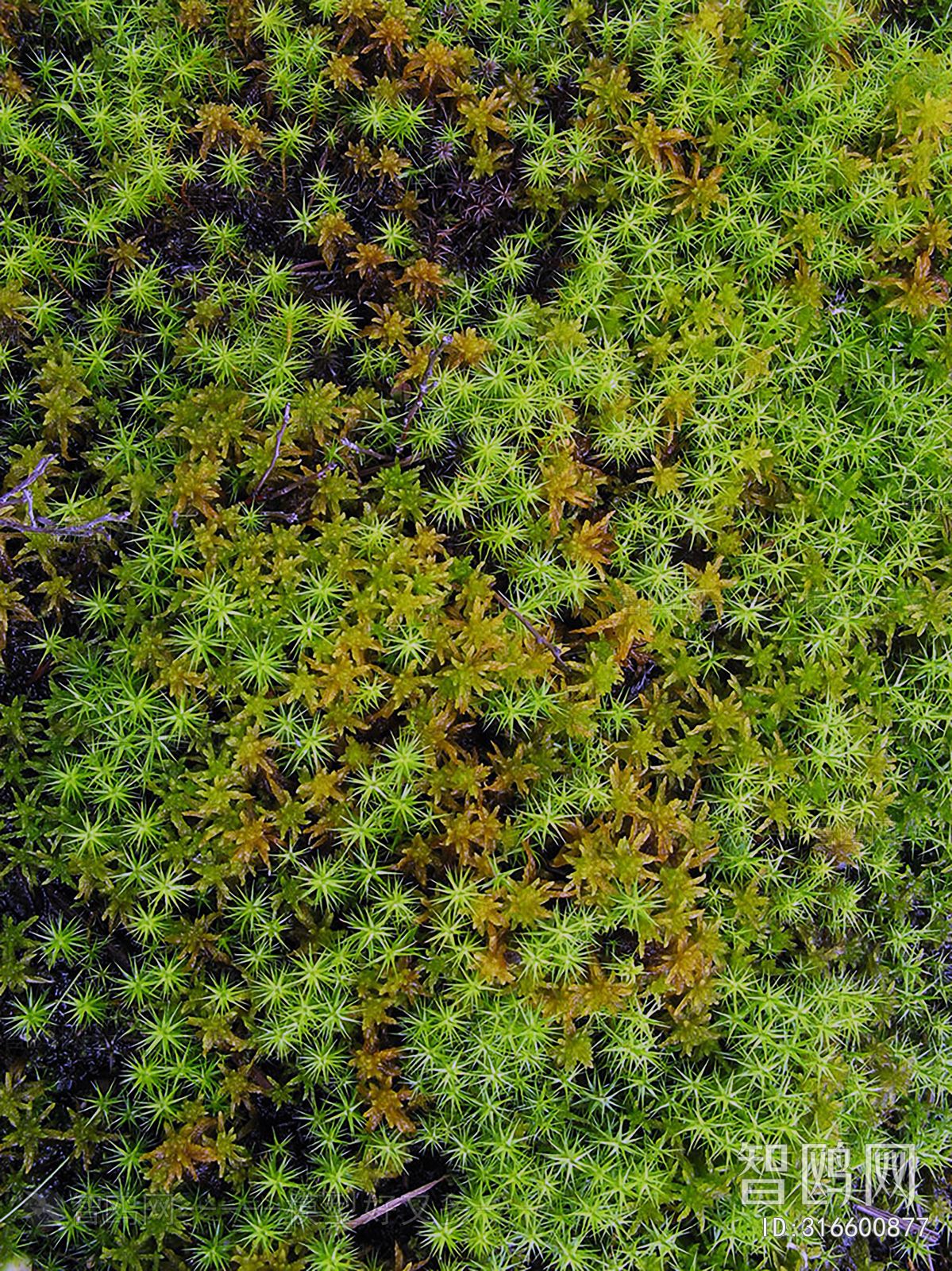 Plant Leaves