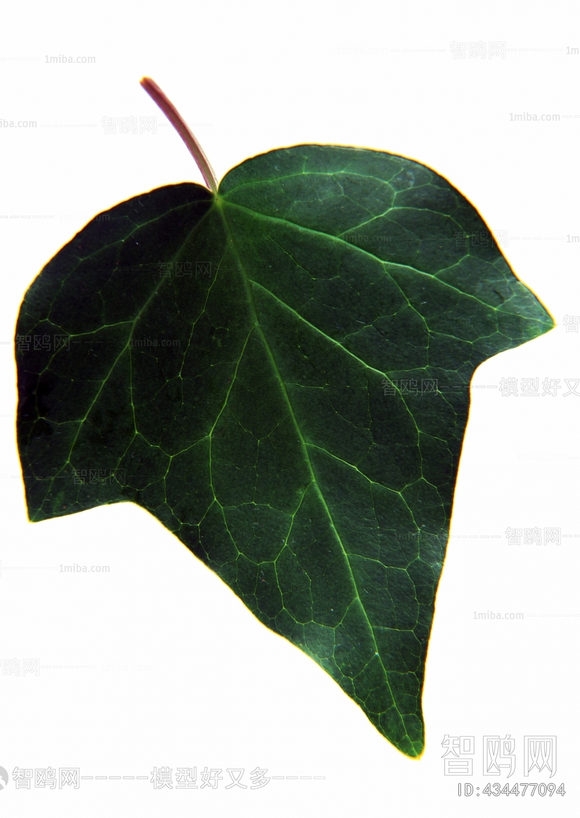 Plant Leaves