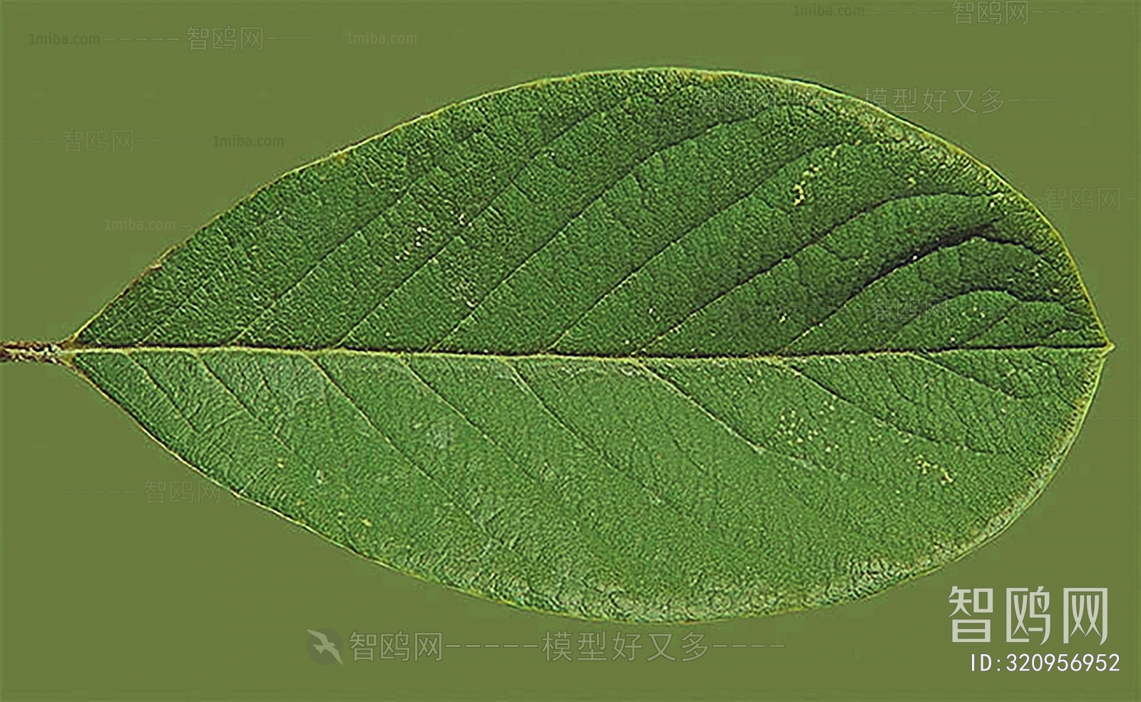 Plant Leaves