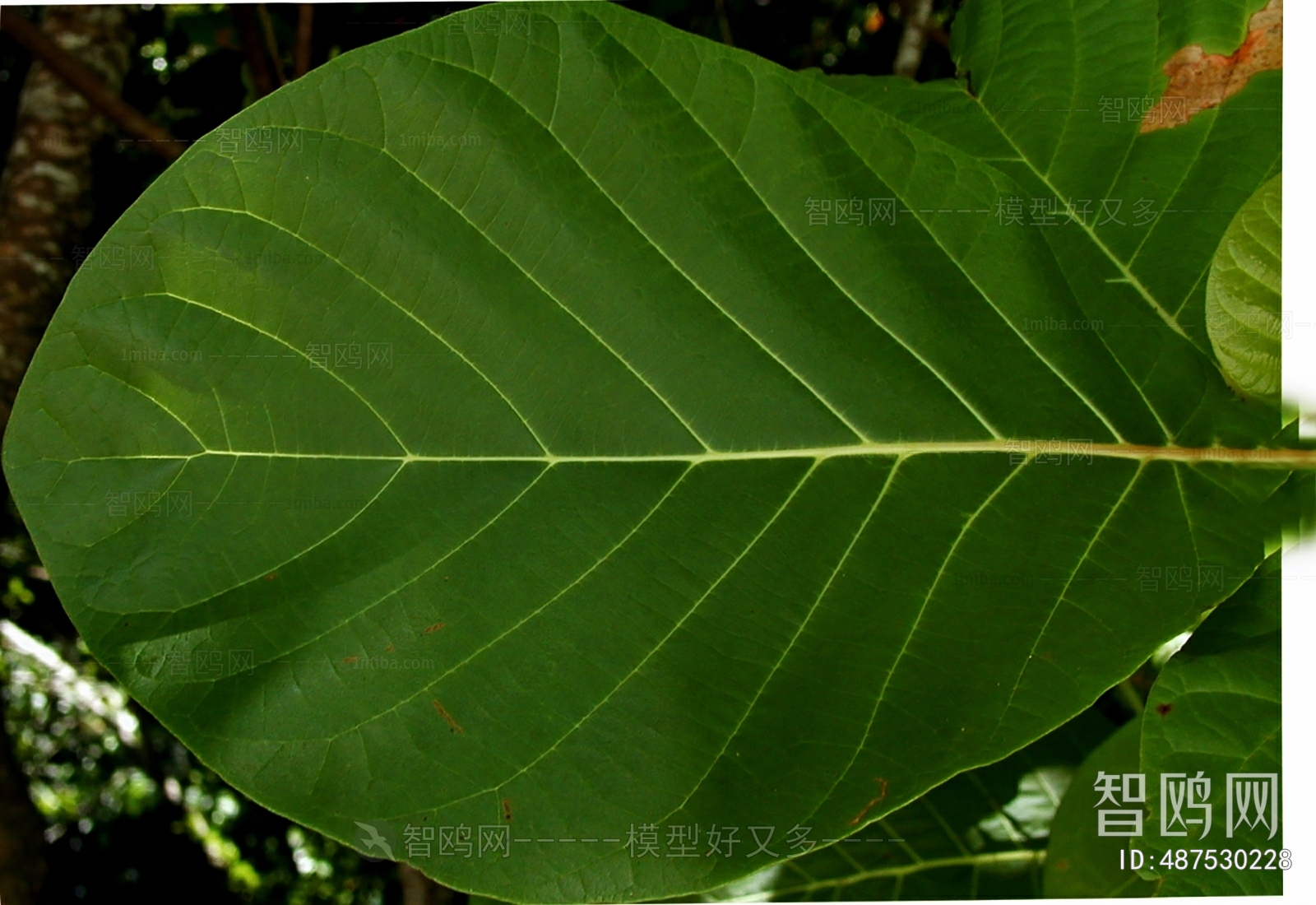 Plant Leaves