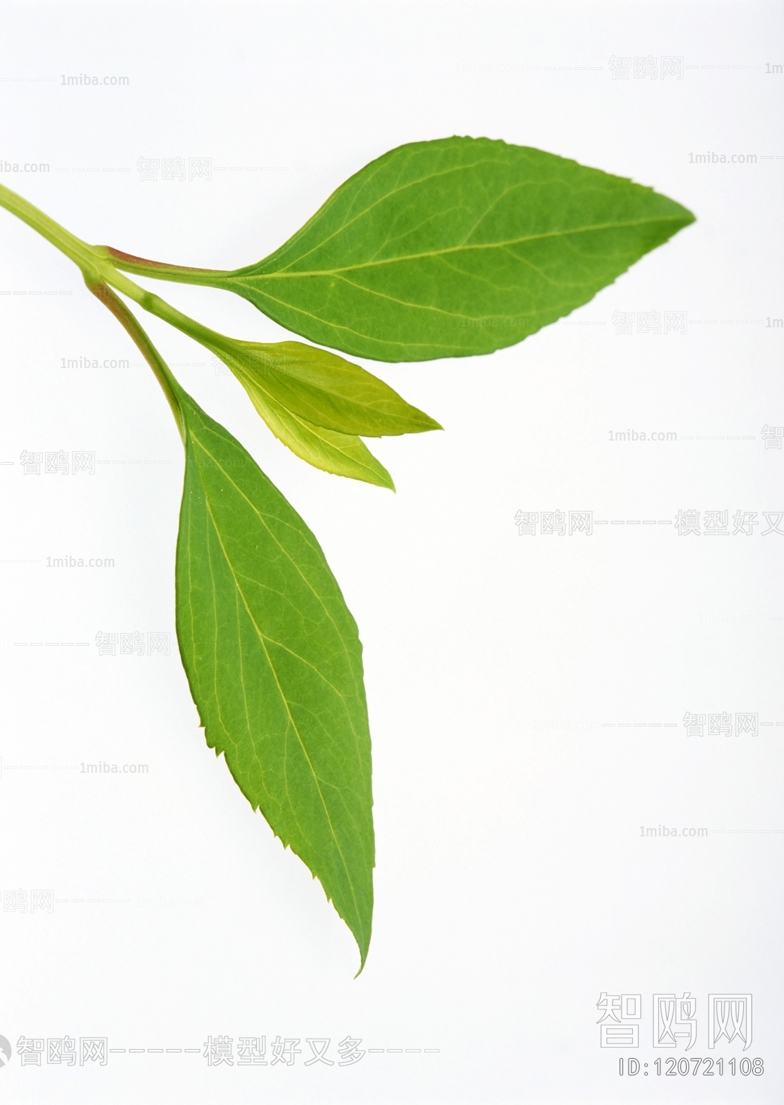 Plant Leaves