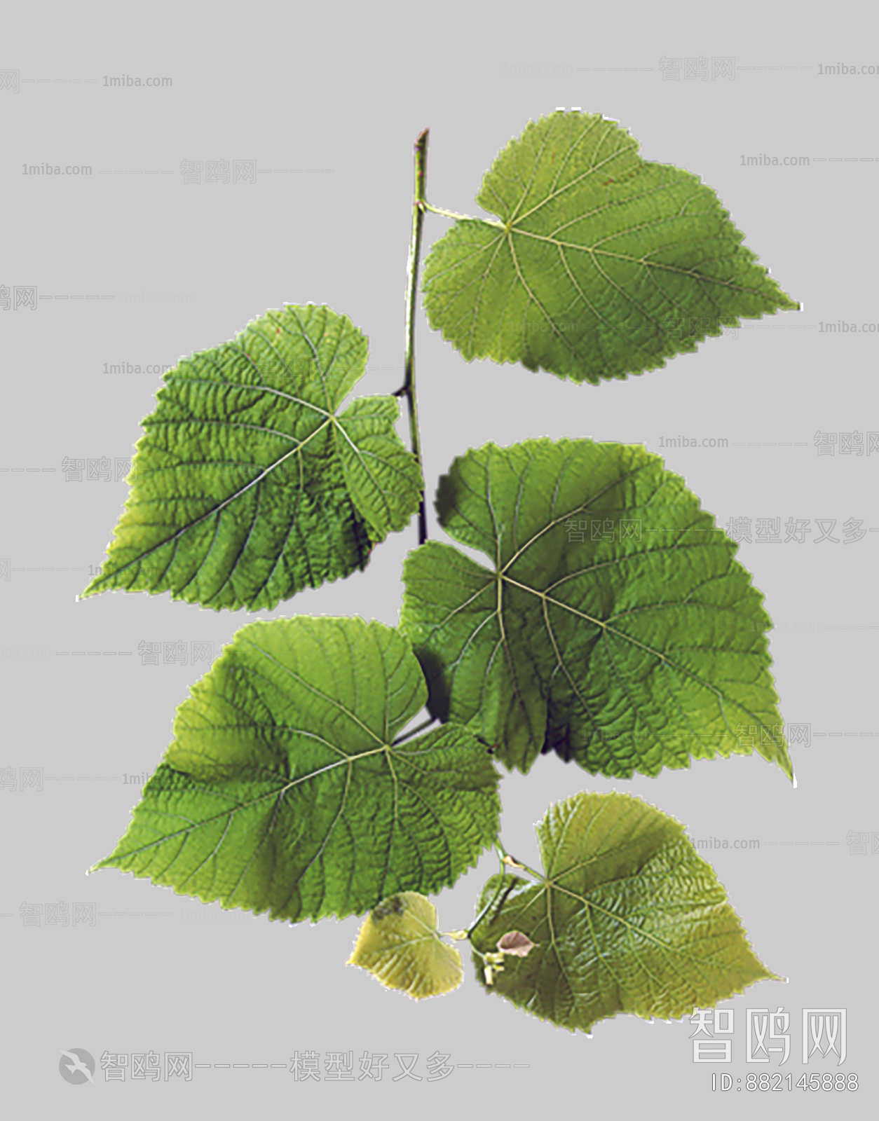 Plant Leaves