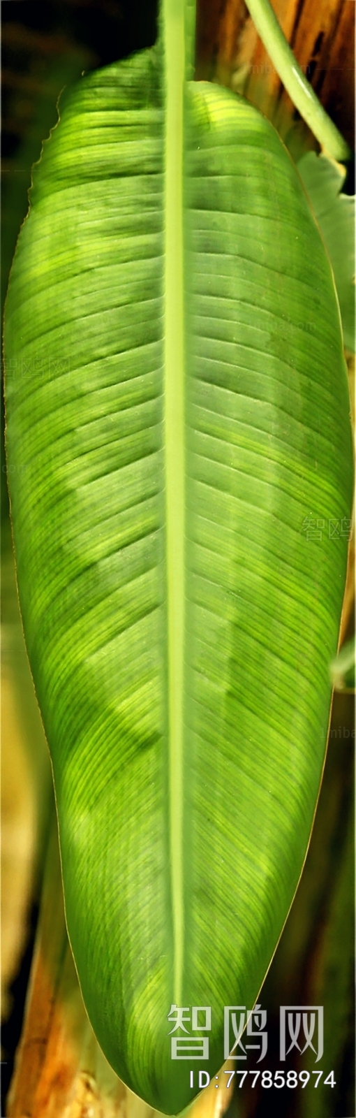 植物树叶