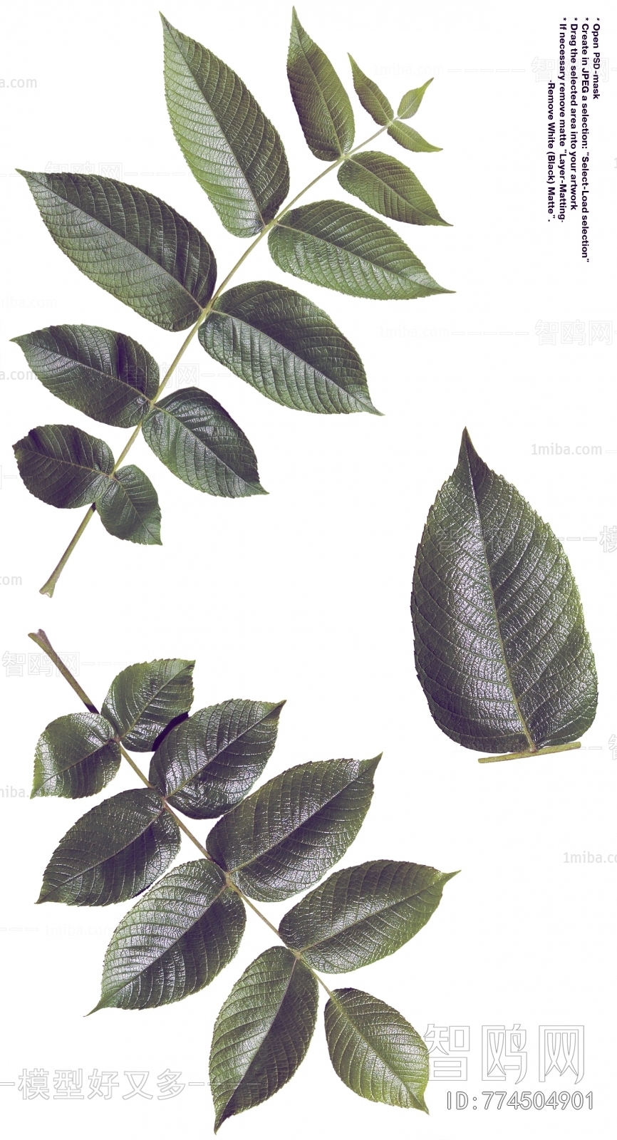 Plant Leaves