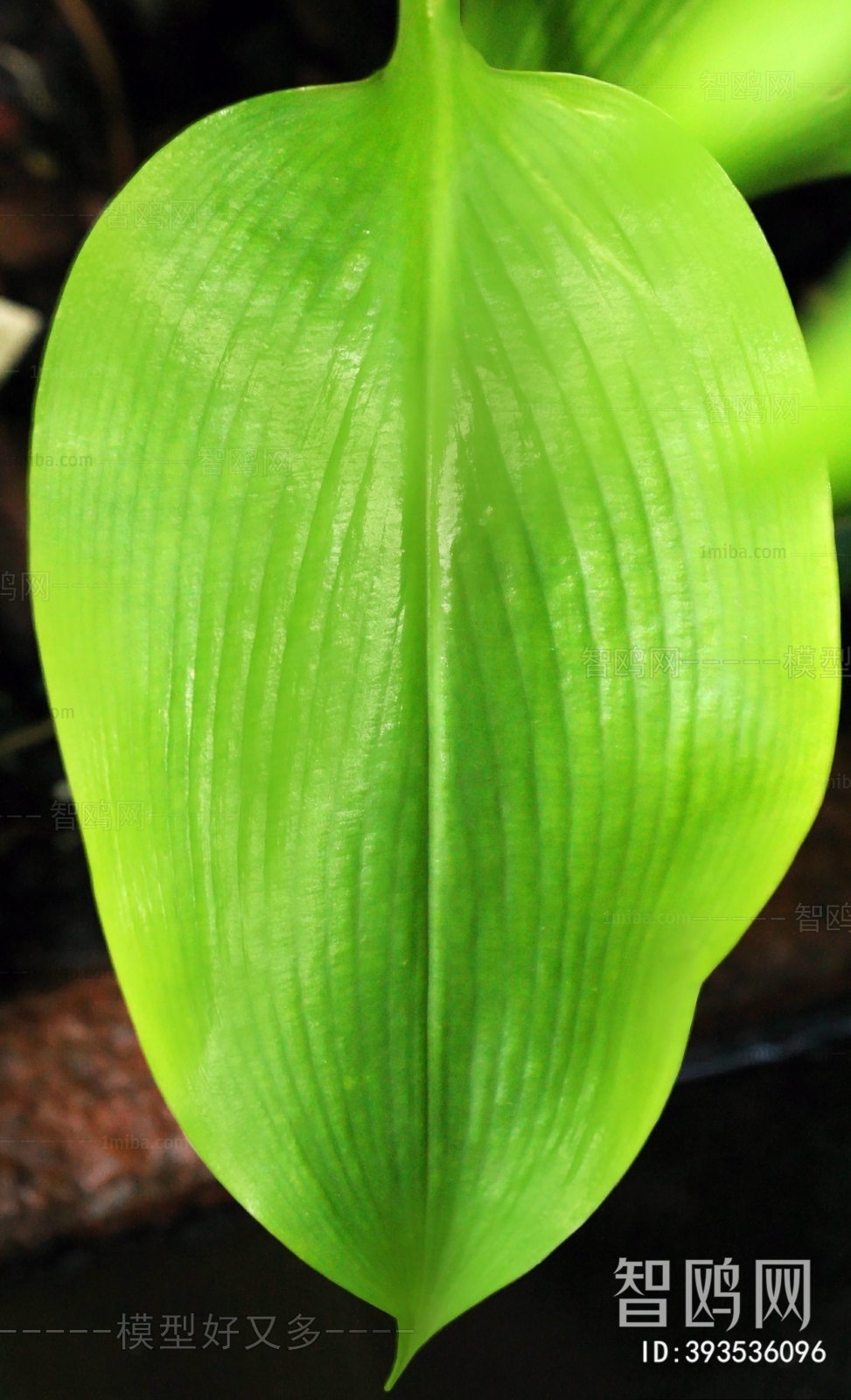 Plant Leaves