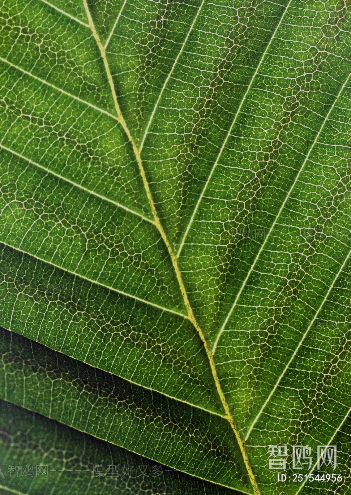 Plant Leaves