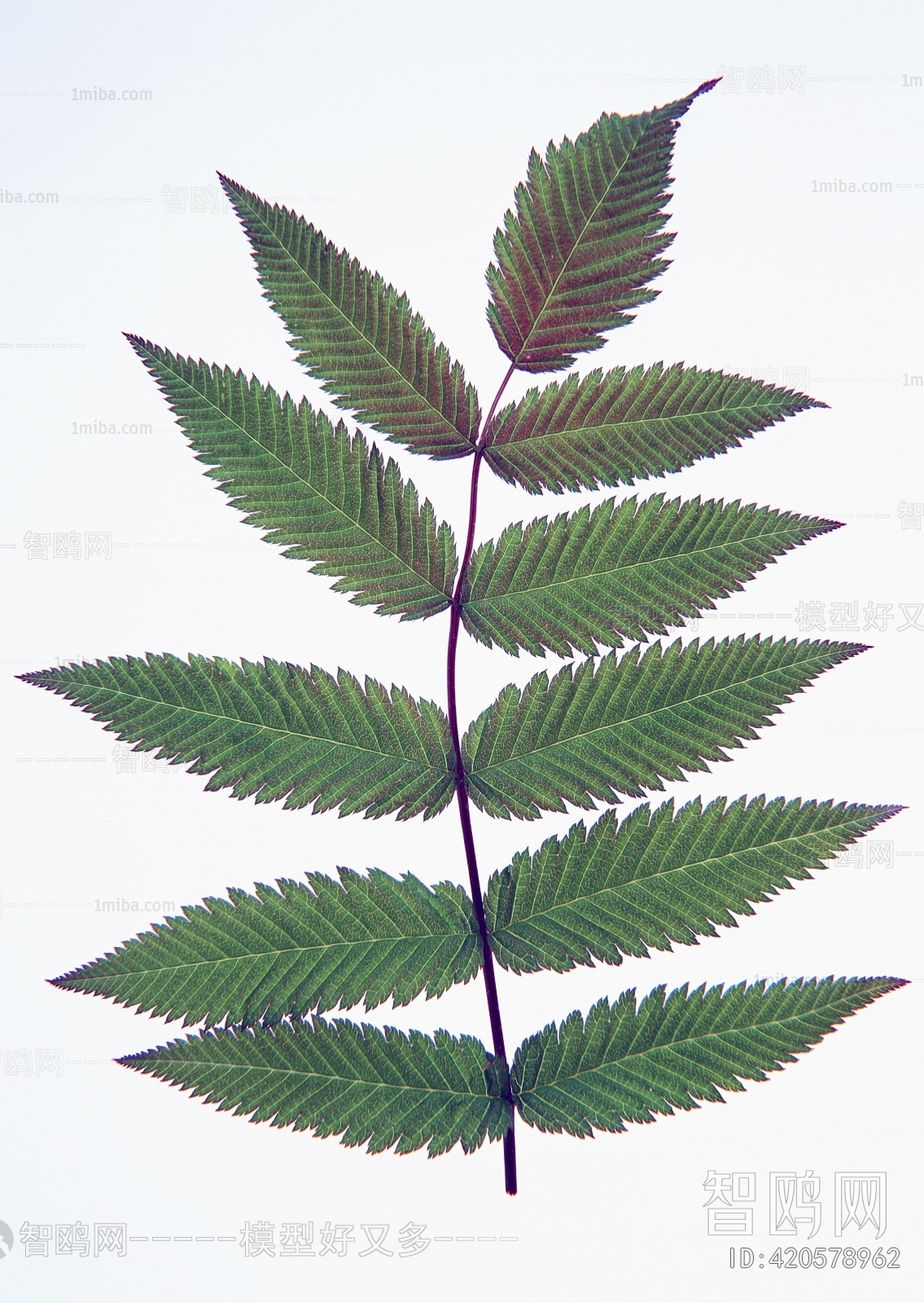 Plant Leaves